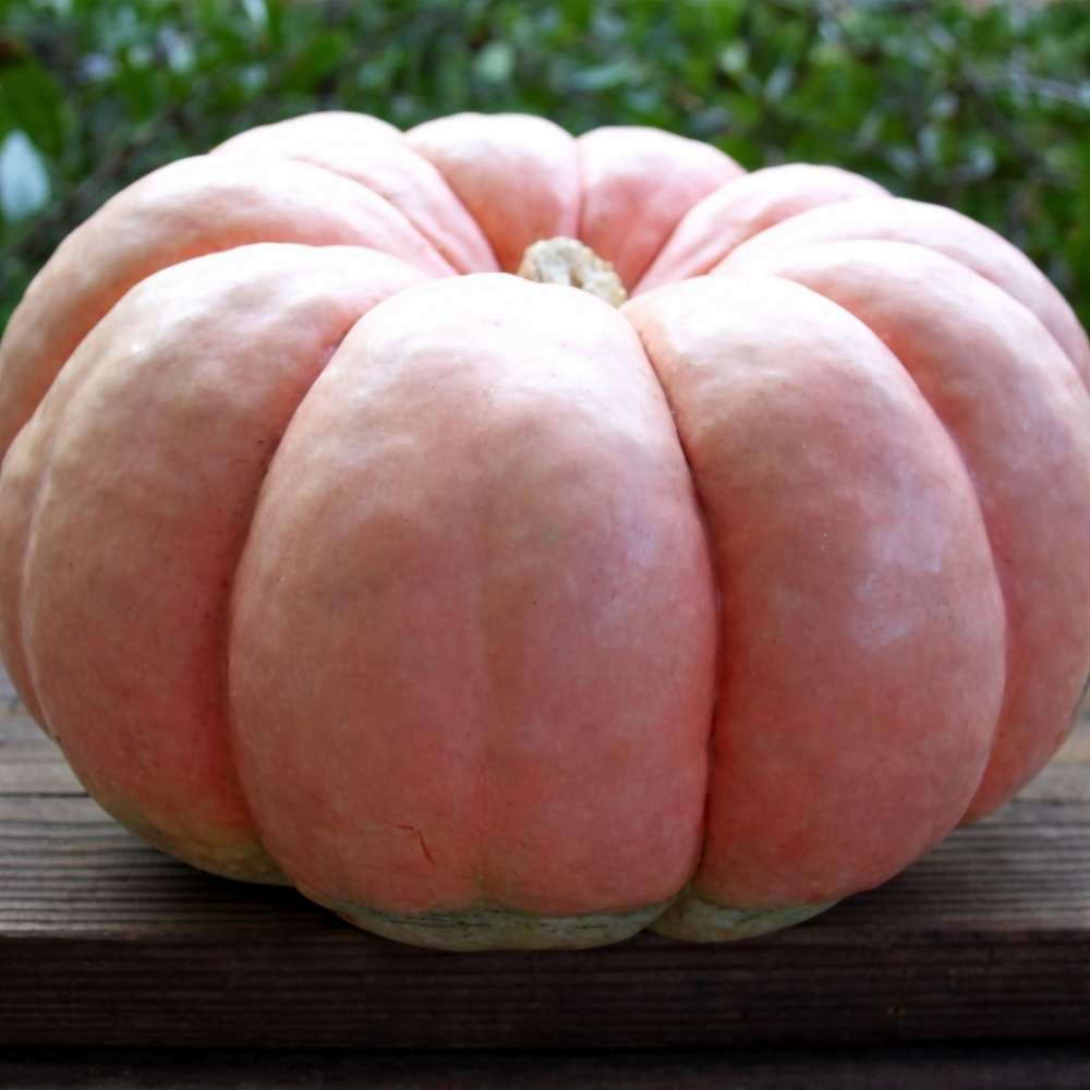 10Pcs Pumpkin Seed 