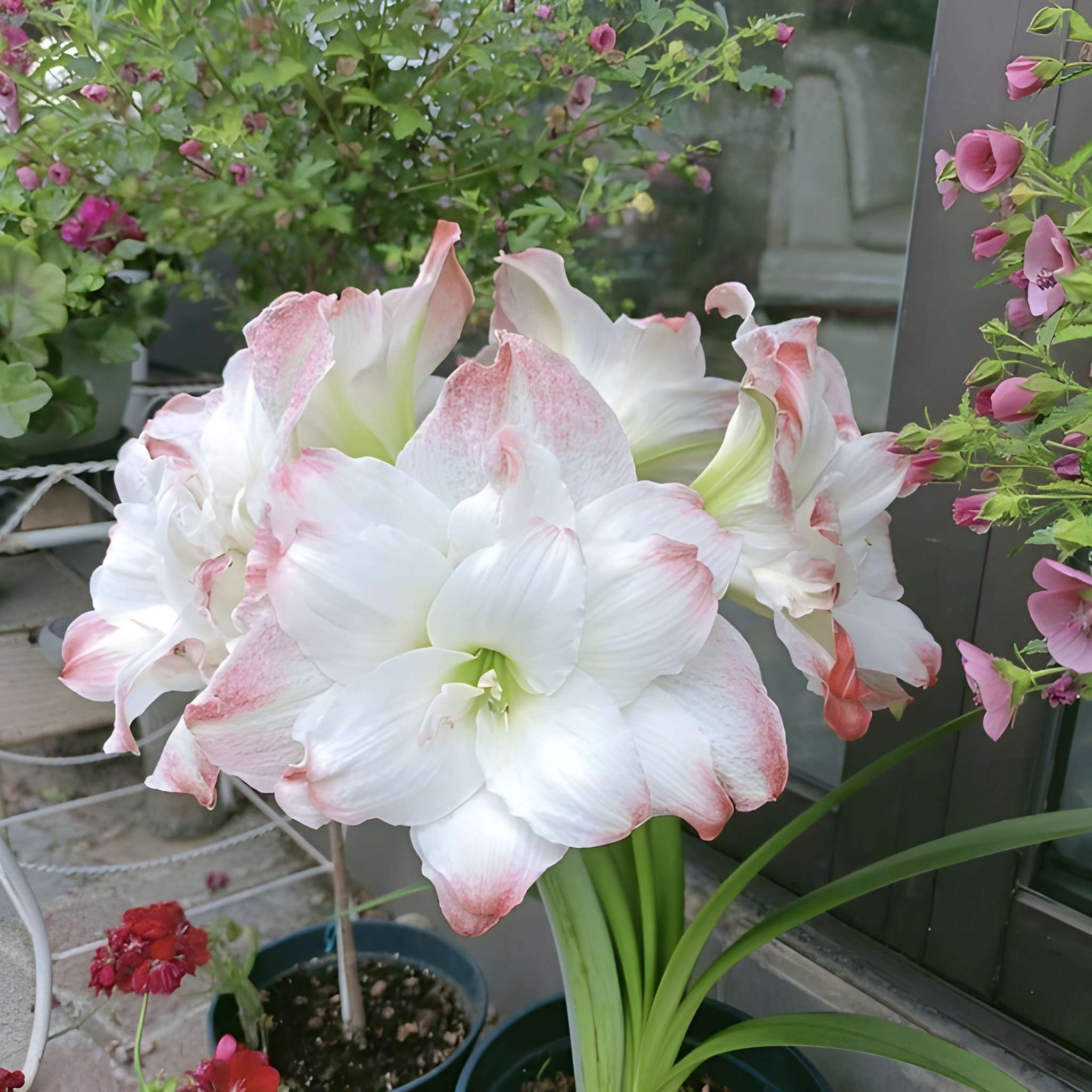 500 Hippeastrum Fragrant Flower Seeds