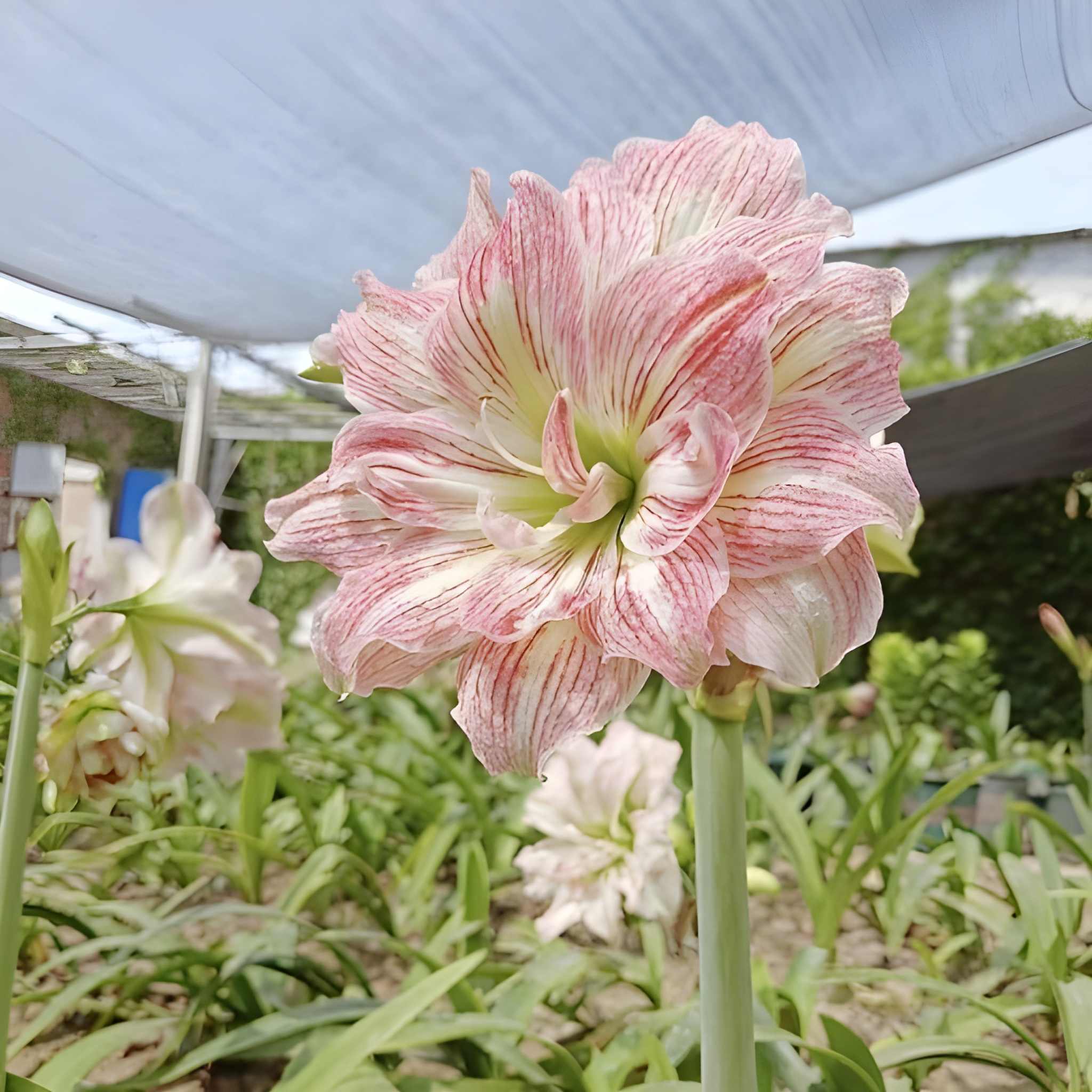 500 Hippeastrum Fragrant Flower Seeds