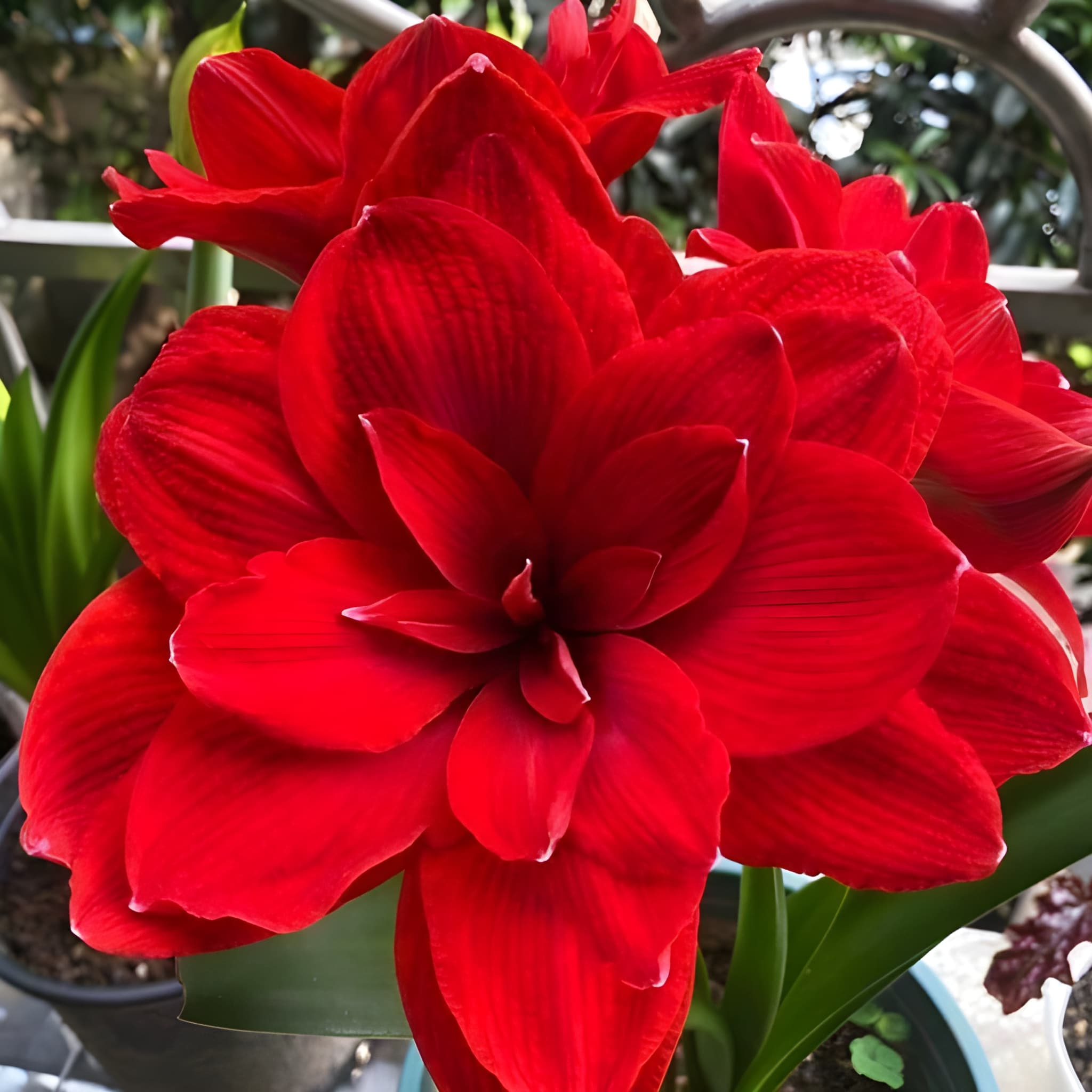 500 Hippeastrum Fragrant Flower Seeds