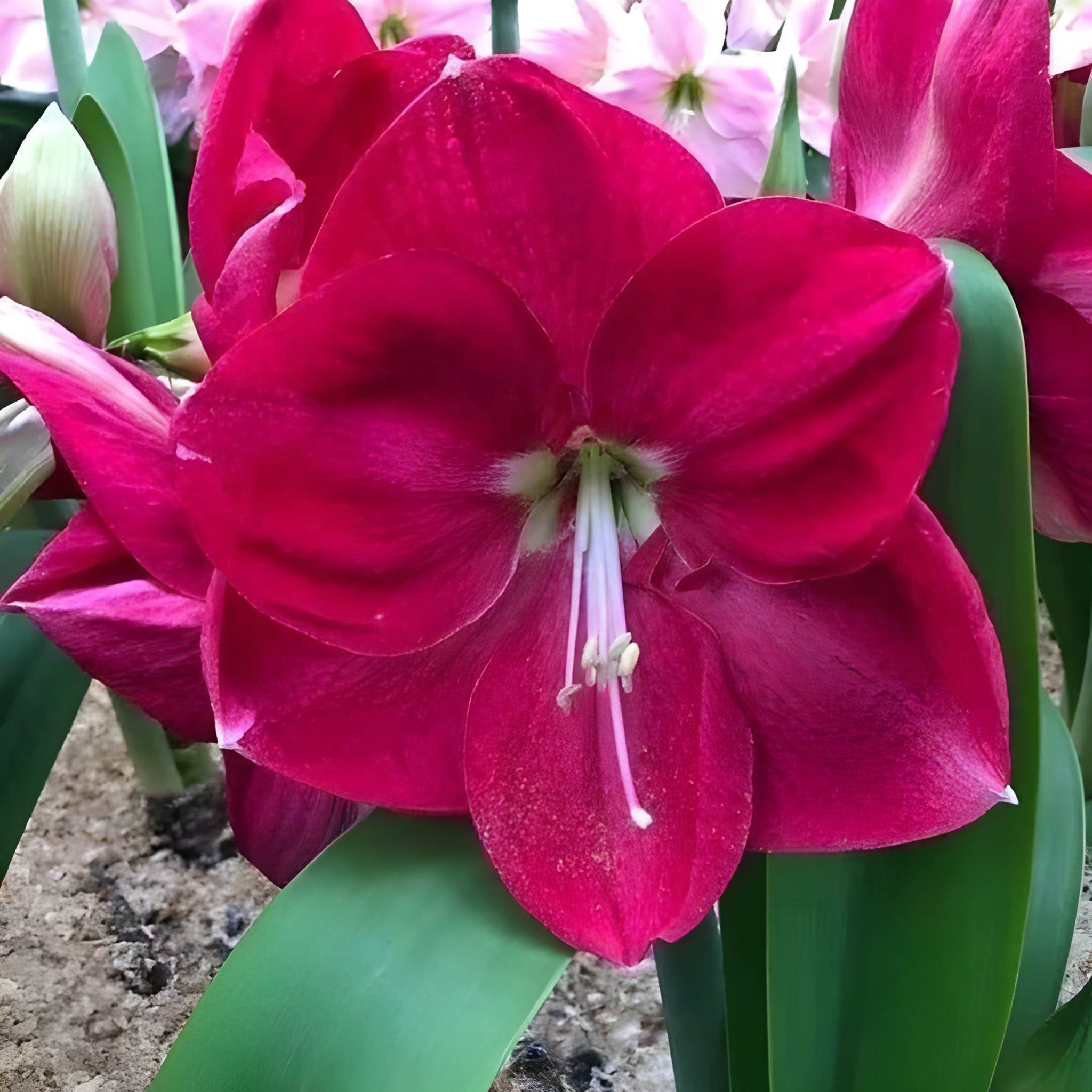 500 Hippeastrum Fragrant Flower Seeds