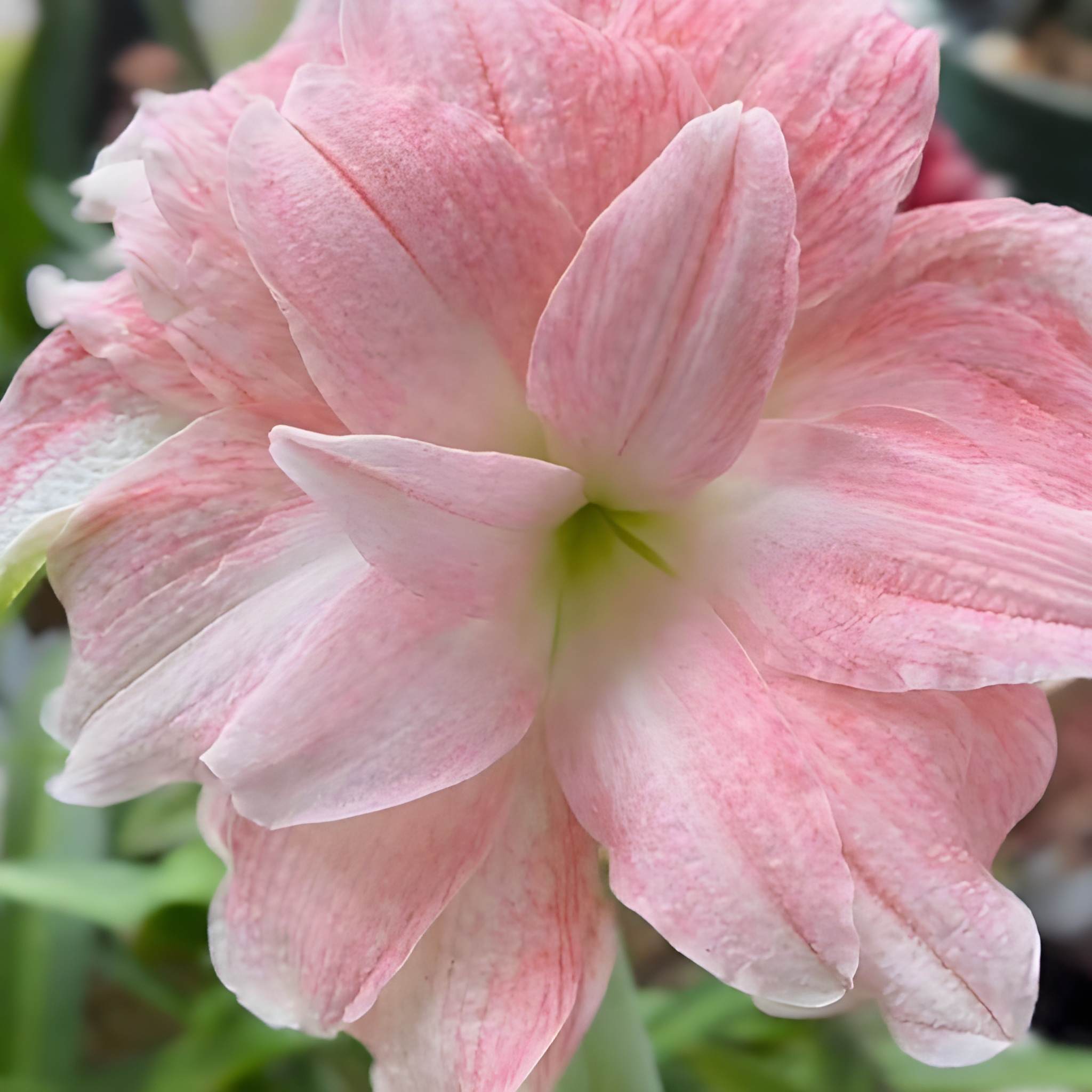 500 Hippeastrum Fragrant Flower Seeds