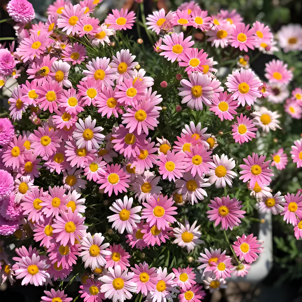 Pyrethrum Daisy Seeds For Natural Garden