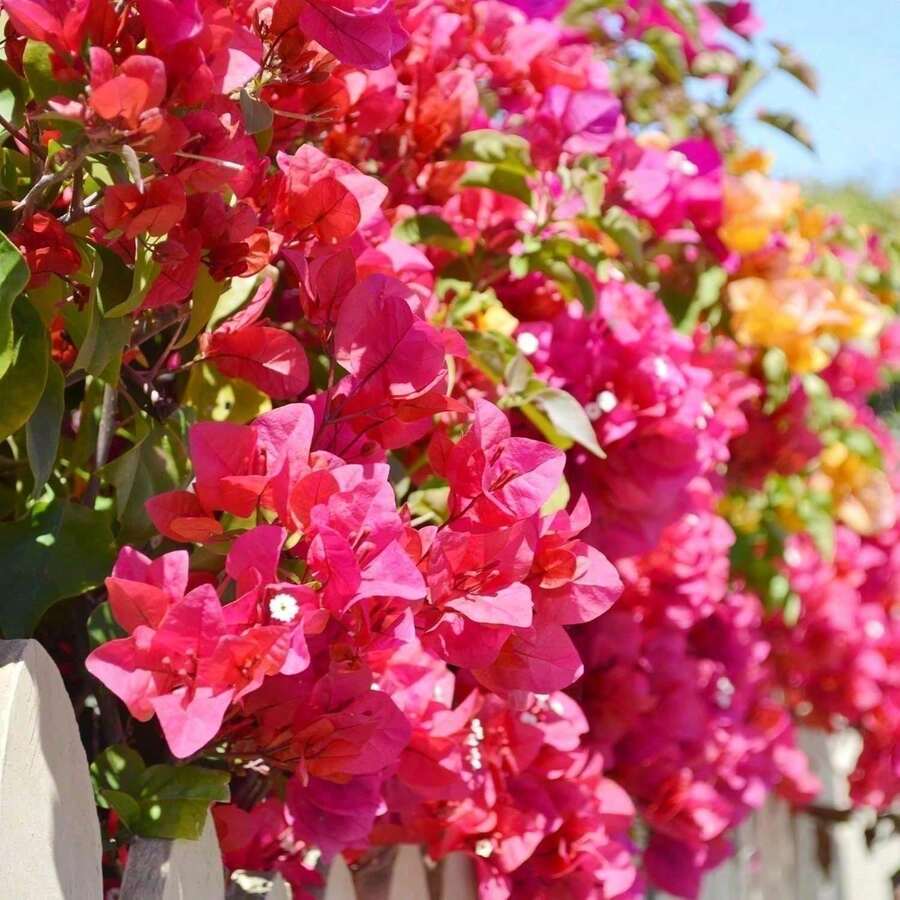 Mixed Color Perennial Bougainvillea Flower Plant Seeds For Diy And Home Gardens