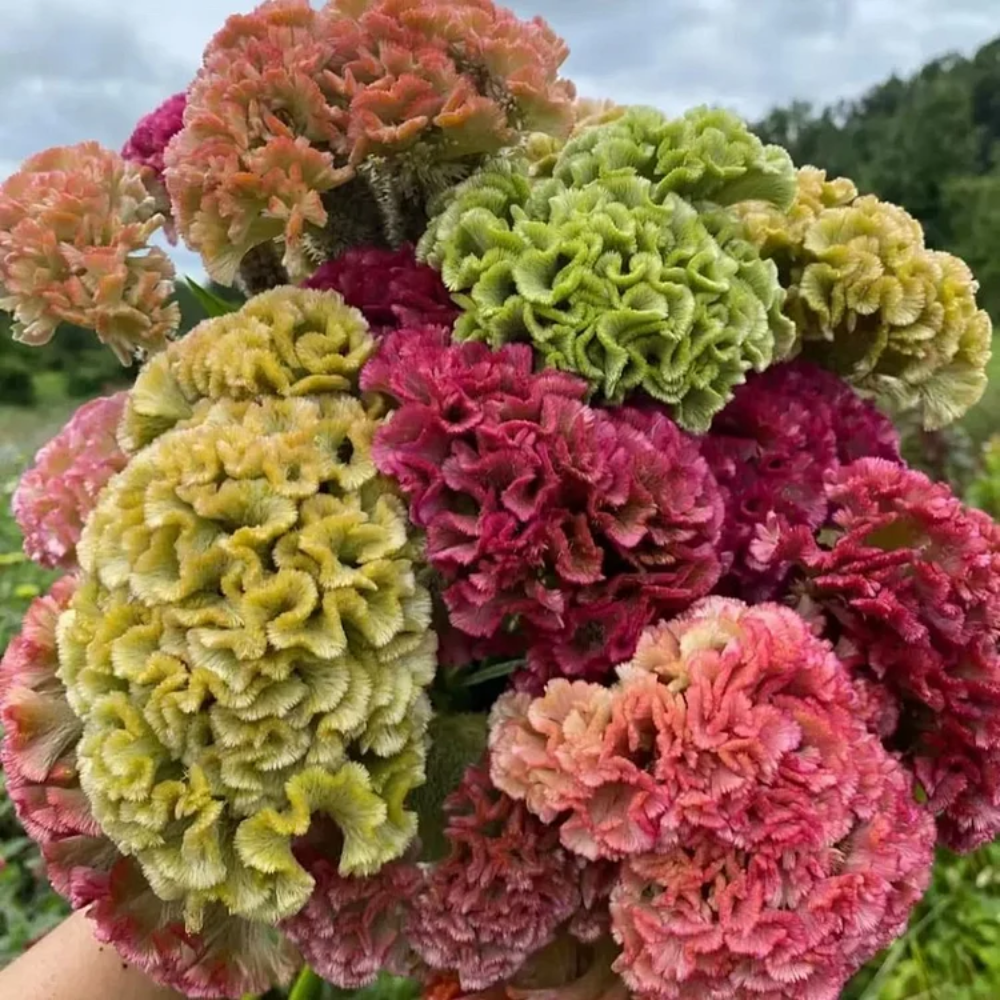Turquoise Green Cockscomb Celosia Seeds