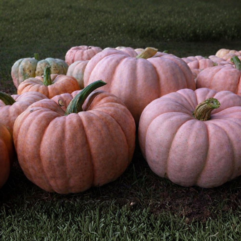 10Pcs Pumpkin Seed 