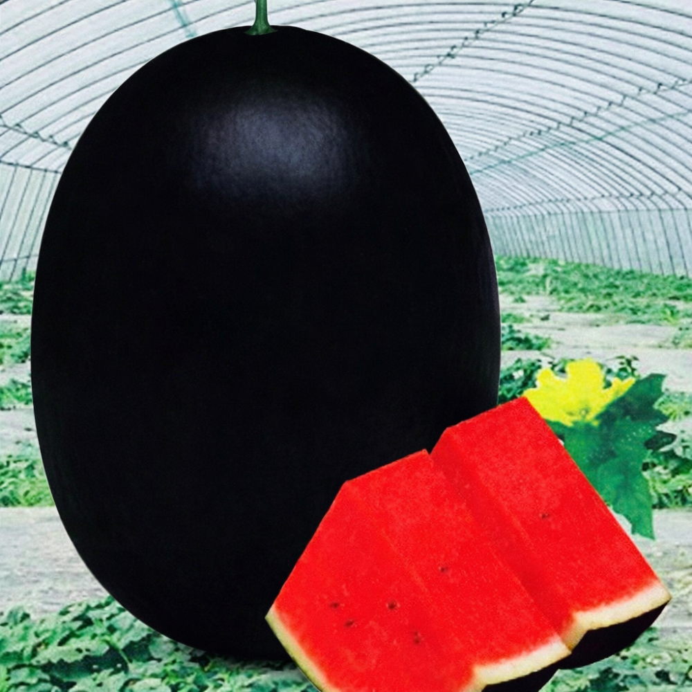 30PCS Giant Watermelon Seed 