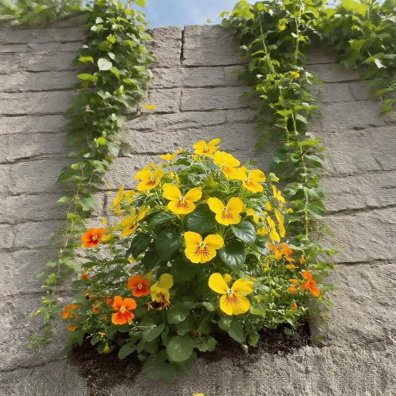 Butterfly Shape Flower Seeds