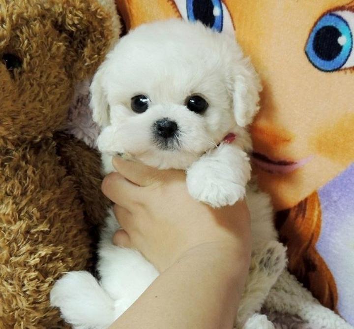 Realistic Teddy Dog Lucky-Viral Super Shop