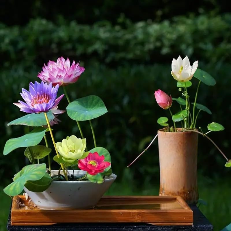 160 PCS Mixed Bowl Lotus Seeds for Planting 