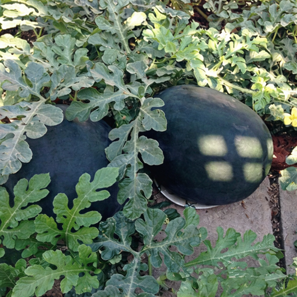 30PCS Giant Watermelon Seed 
