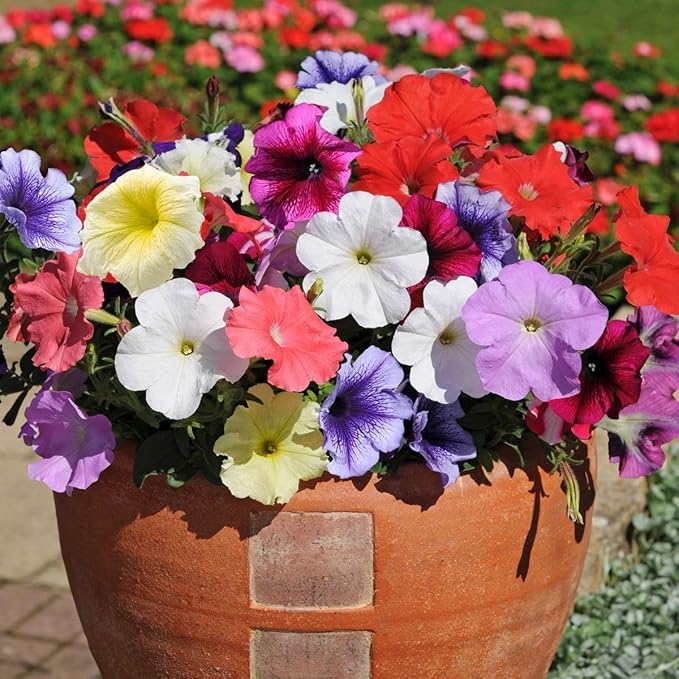 Garden Petunia Calibrachoa Mixed Seeds