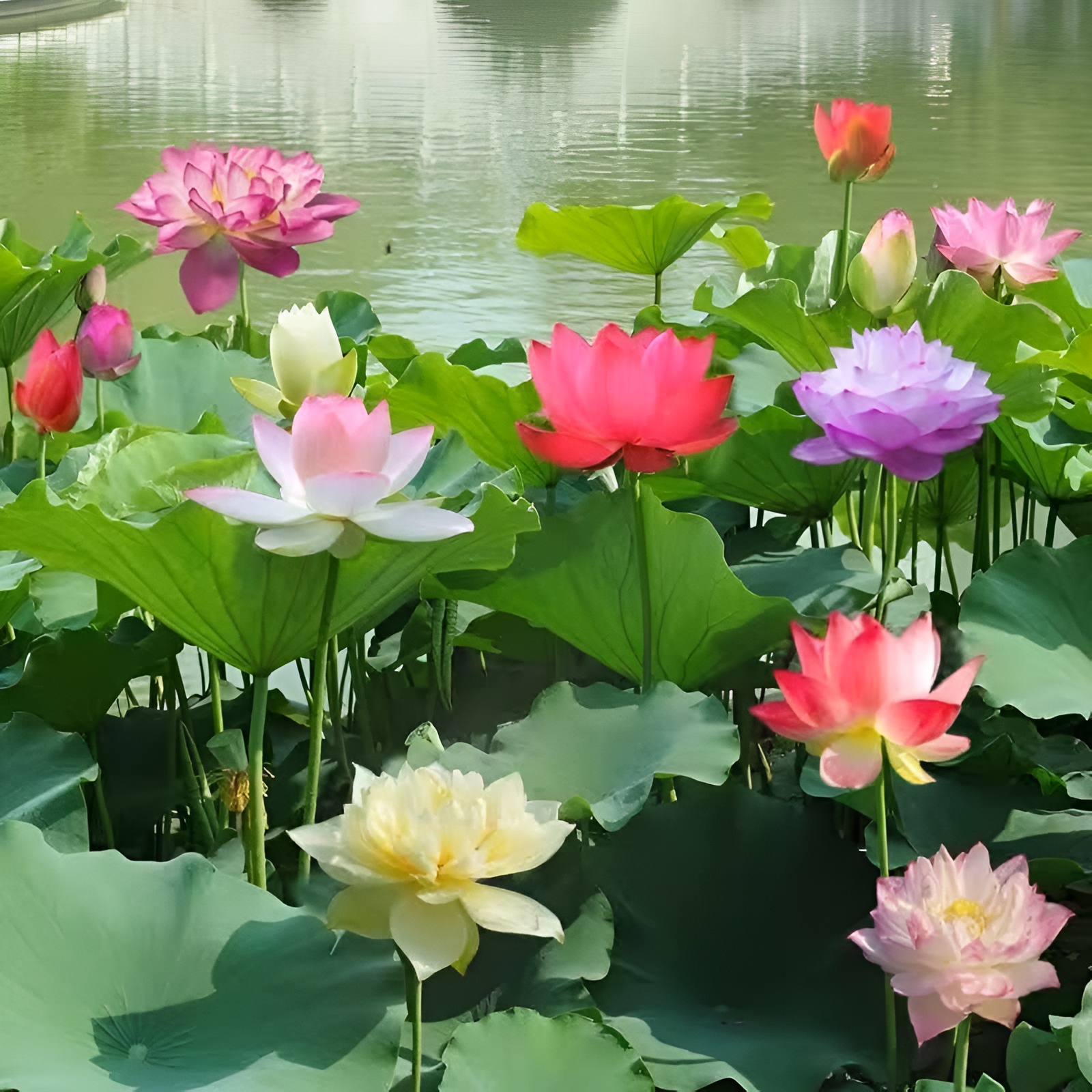 10PCS Bonsai Lotus Seeds for Planting