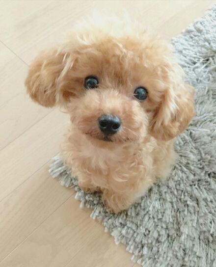 Realistic Teddy Dog Lucky-Viral Super Shop