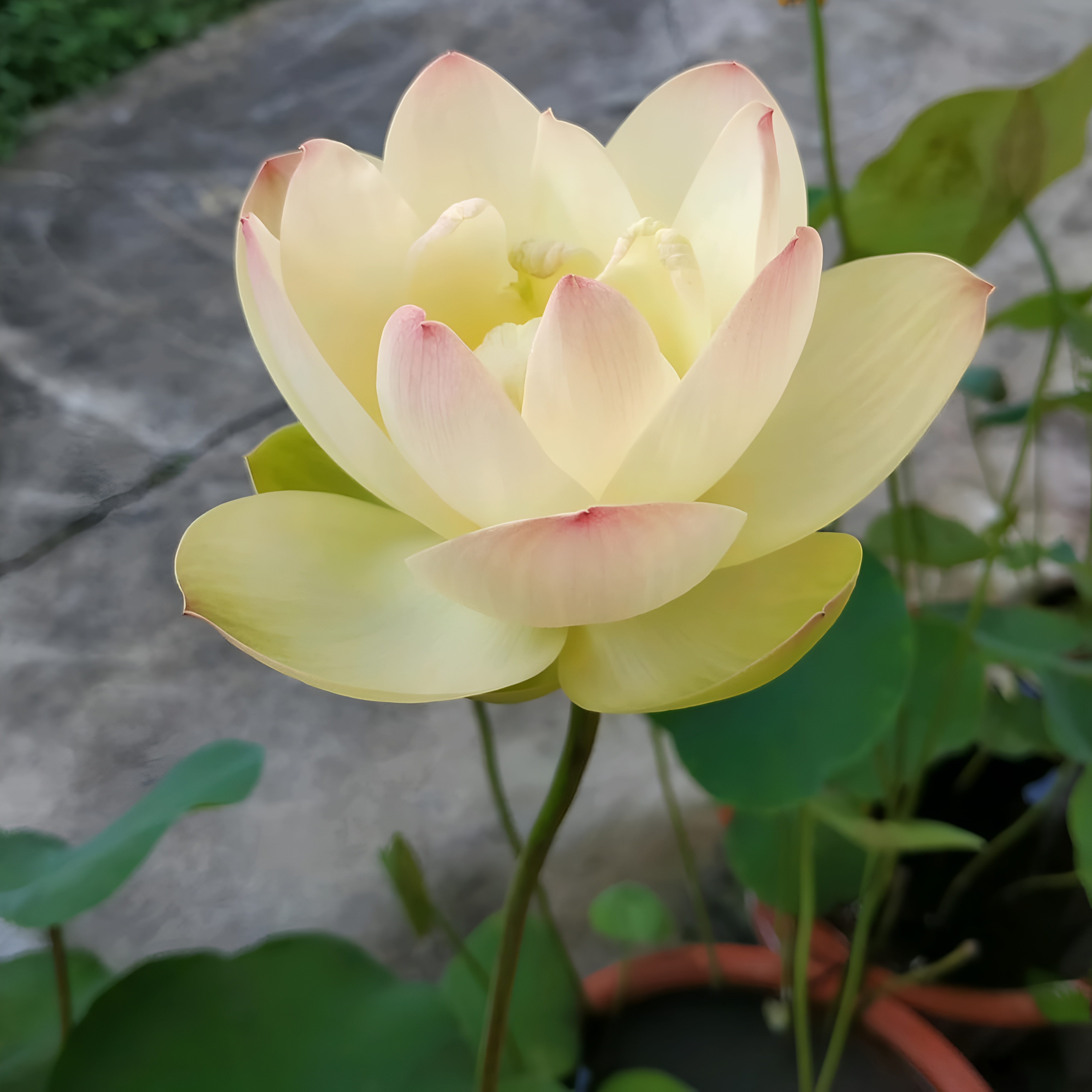 25+ Mini Bowl Lotus Seeds for Patio and Pond Beautiful Water Flowers Easy to Grow in Containers Bonsai Style