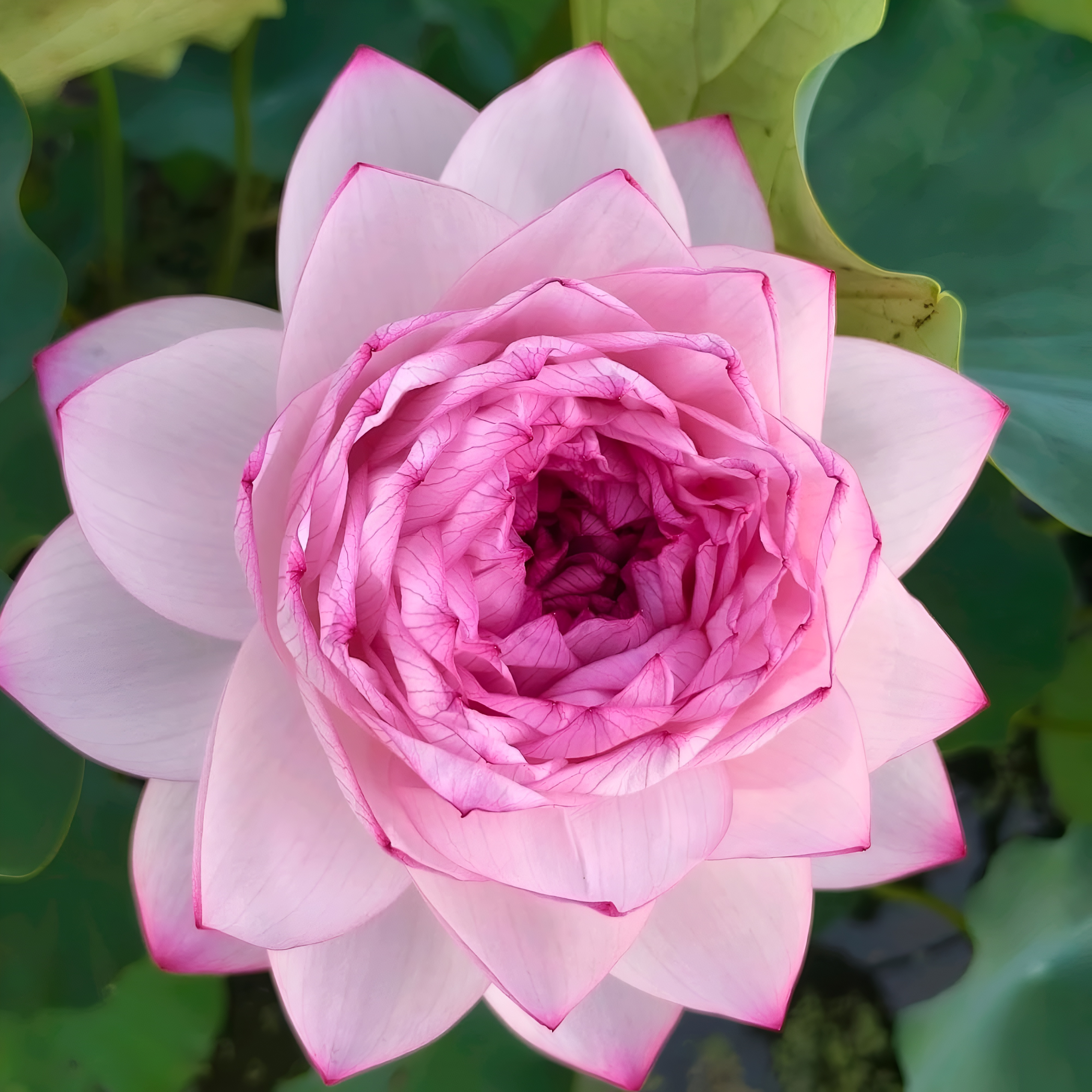 25+ Mini Bowl Lotus Seeds for Patio and Pond Beautiful Water Flowers Easy to Grow in Containers Bonsai Style