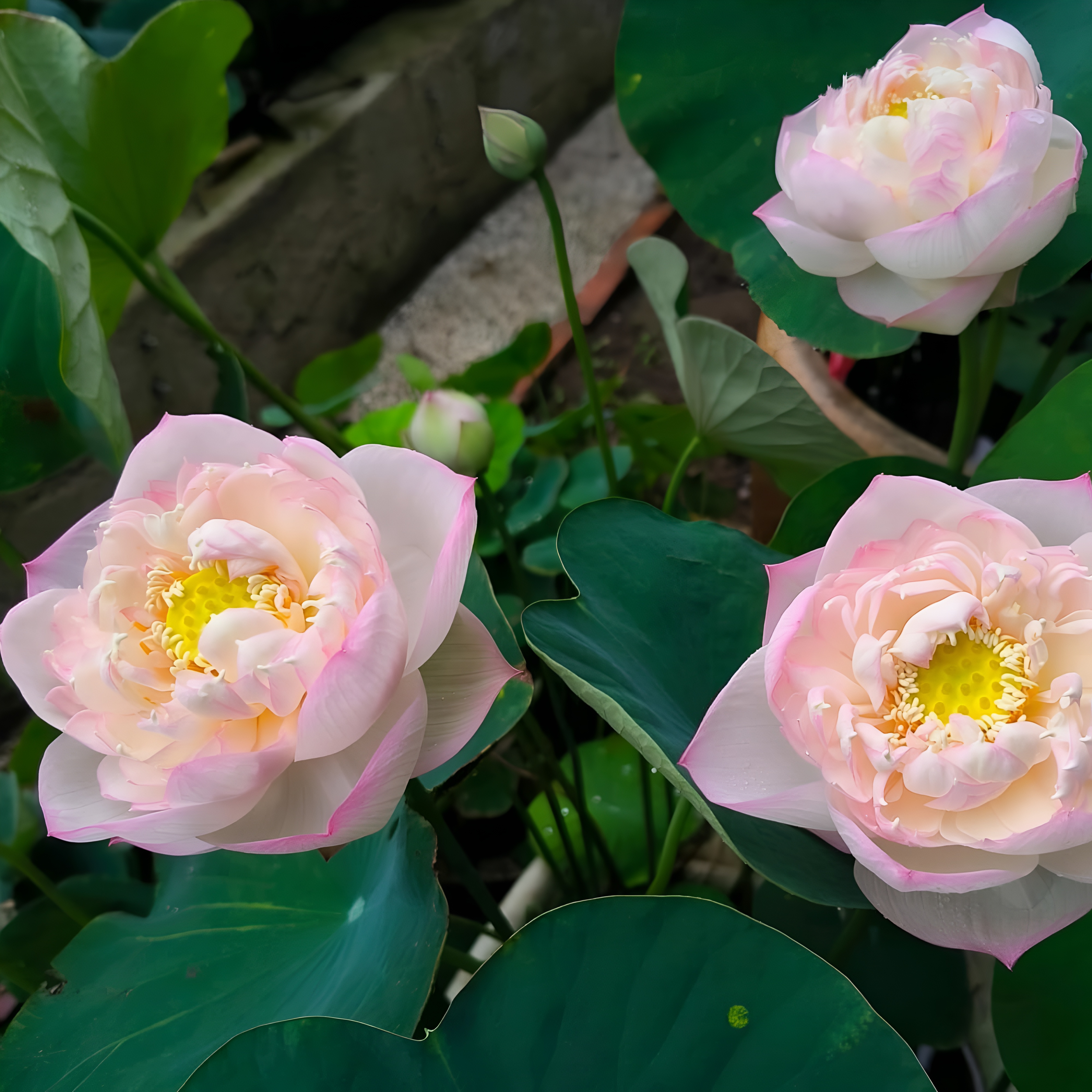 25+ Mini Bowl Lotus Seeds for Patio and Pond Beautiful Water Flowers Easy to Grow in Containers Bonsai Style