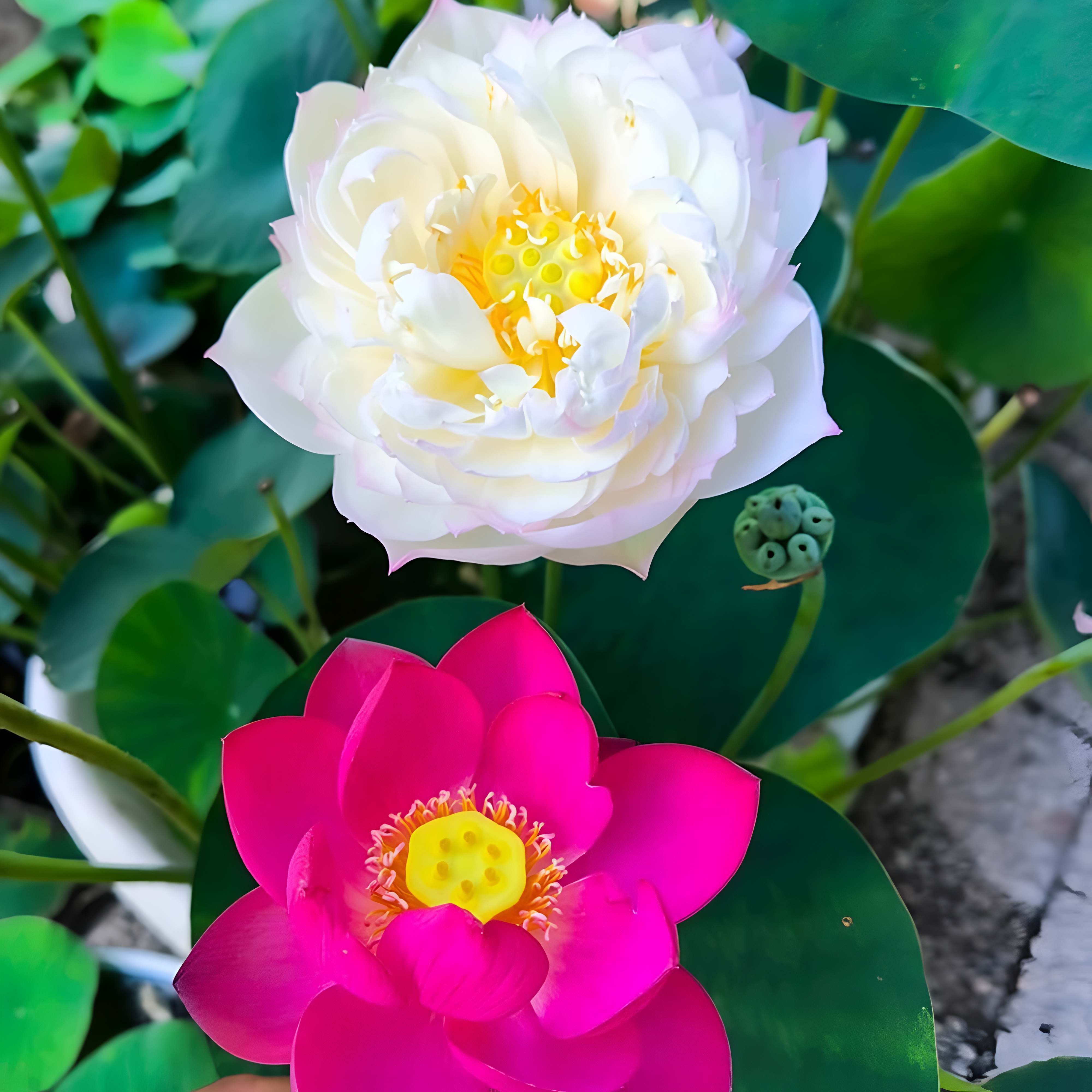 25+ Mini Bowl Lotus Seeds for Patio and Pond Beautiful Water Flowers Easy to Grow in Containers Bonsai Style
