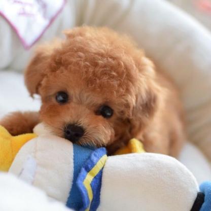 Realistic Teddy Dog Lucky-Viral Super Shop
