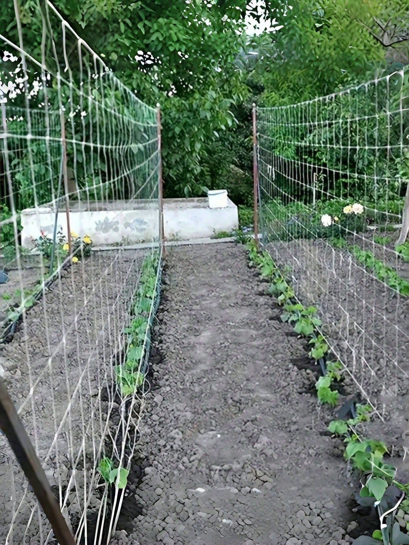 Climbing Plant Support Net for Garden