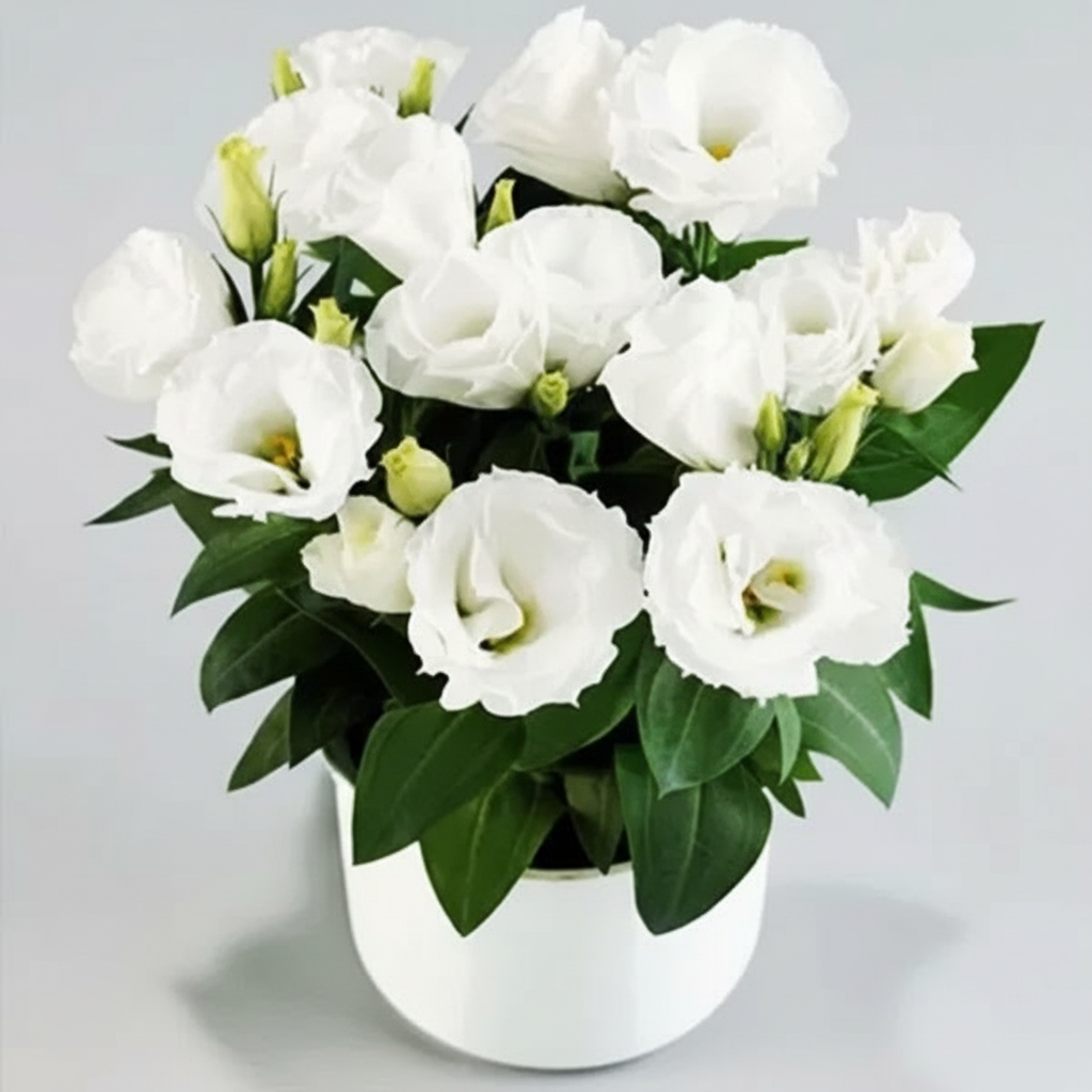 Lisianthus Grandiflorum Seeds