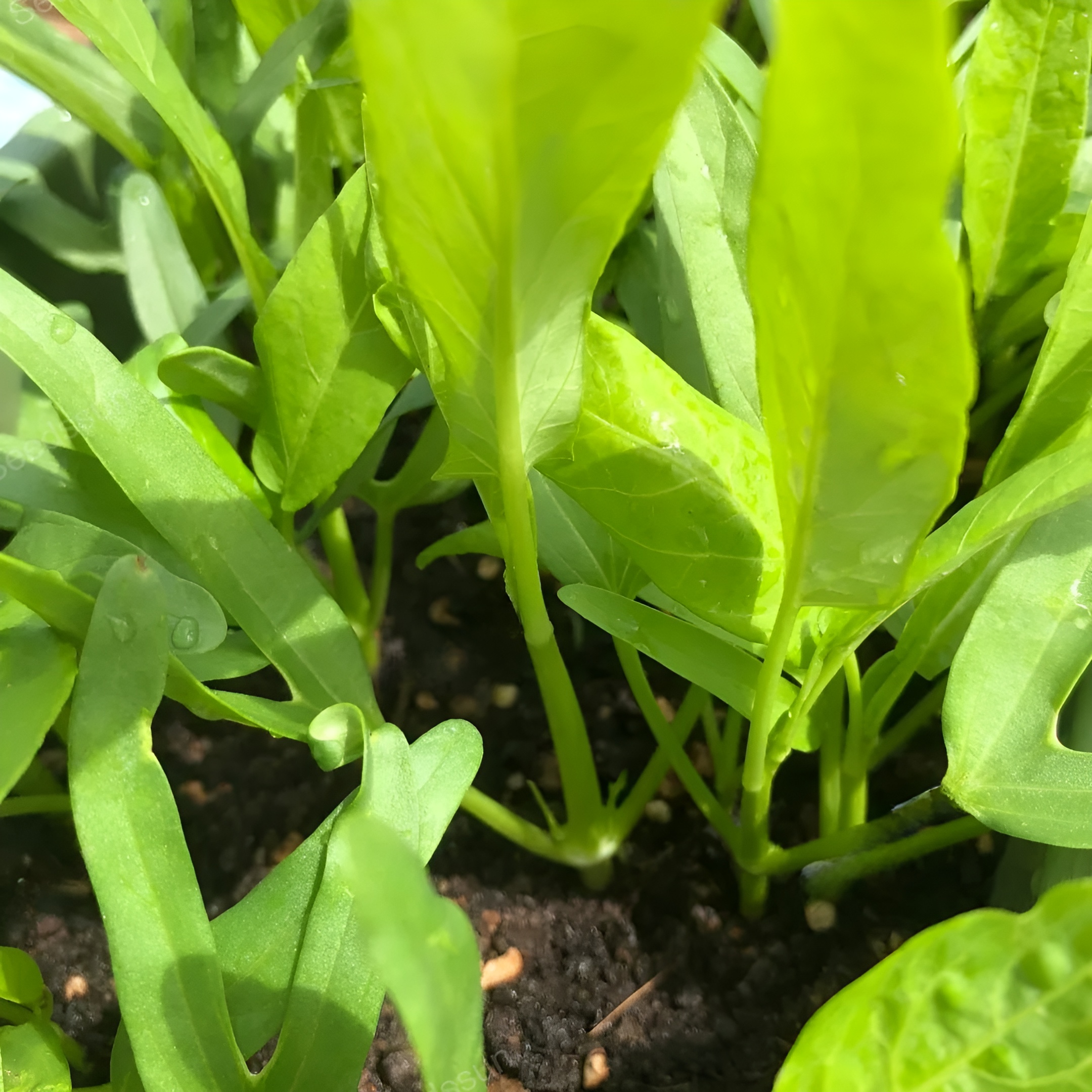 Triple Stem Water Spinach Seeds