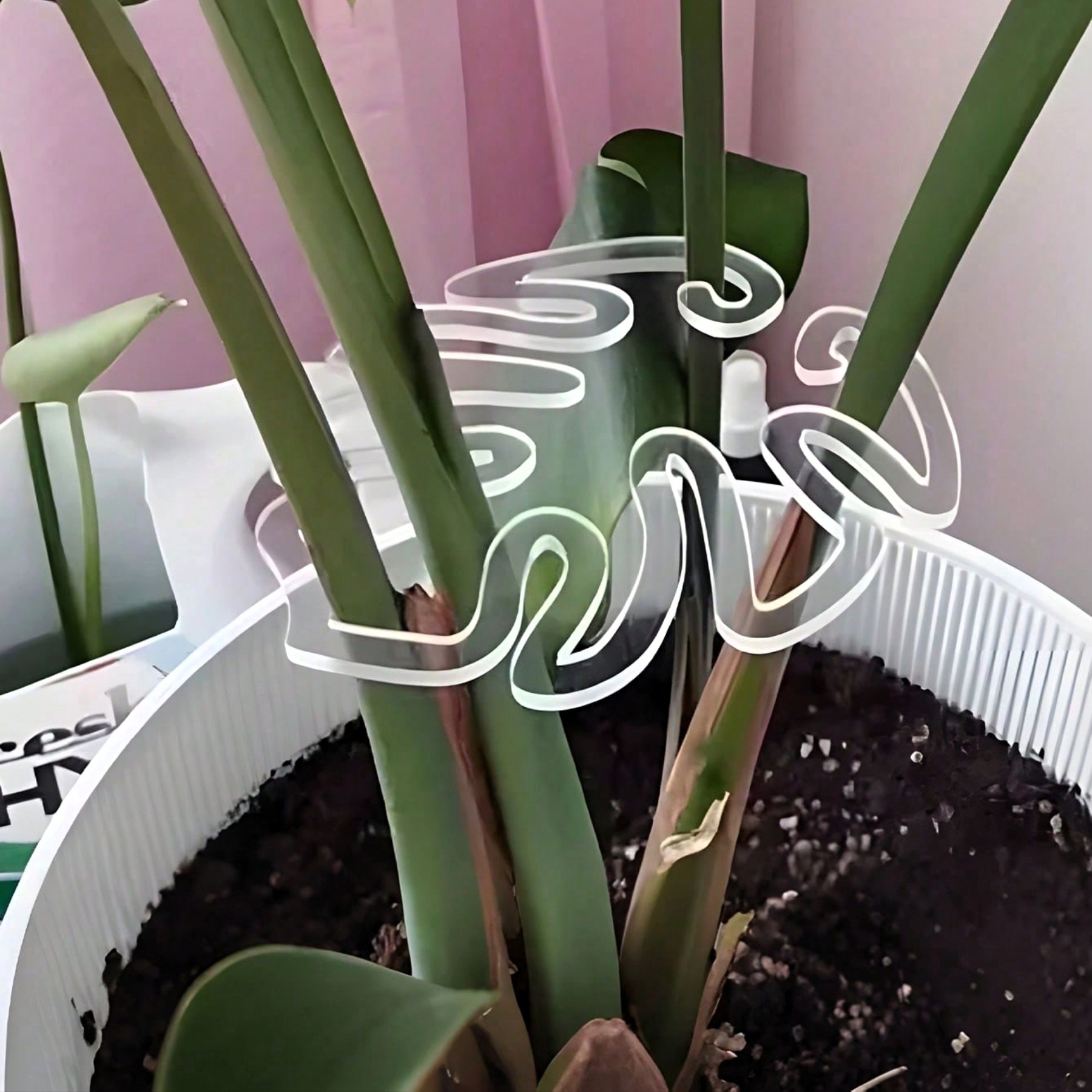 Leaf Shaped Plant Stem Support Stand For Climbing Plants