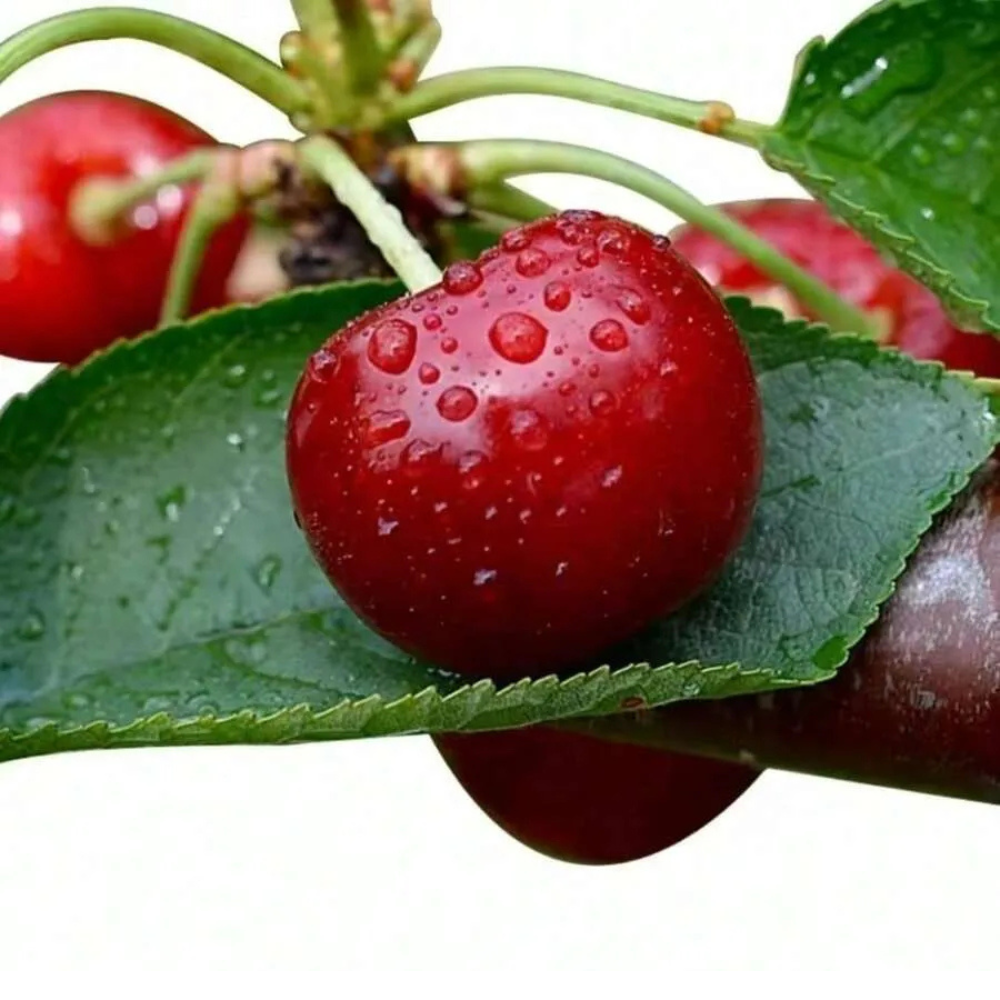 Authentic Grafted Cherry Potted Plants For All Seasons