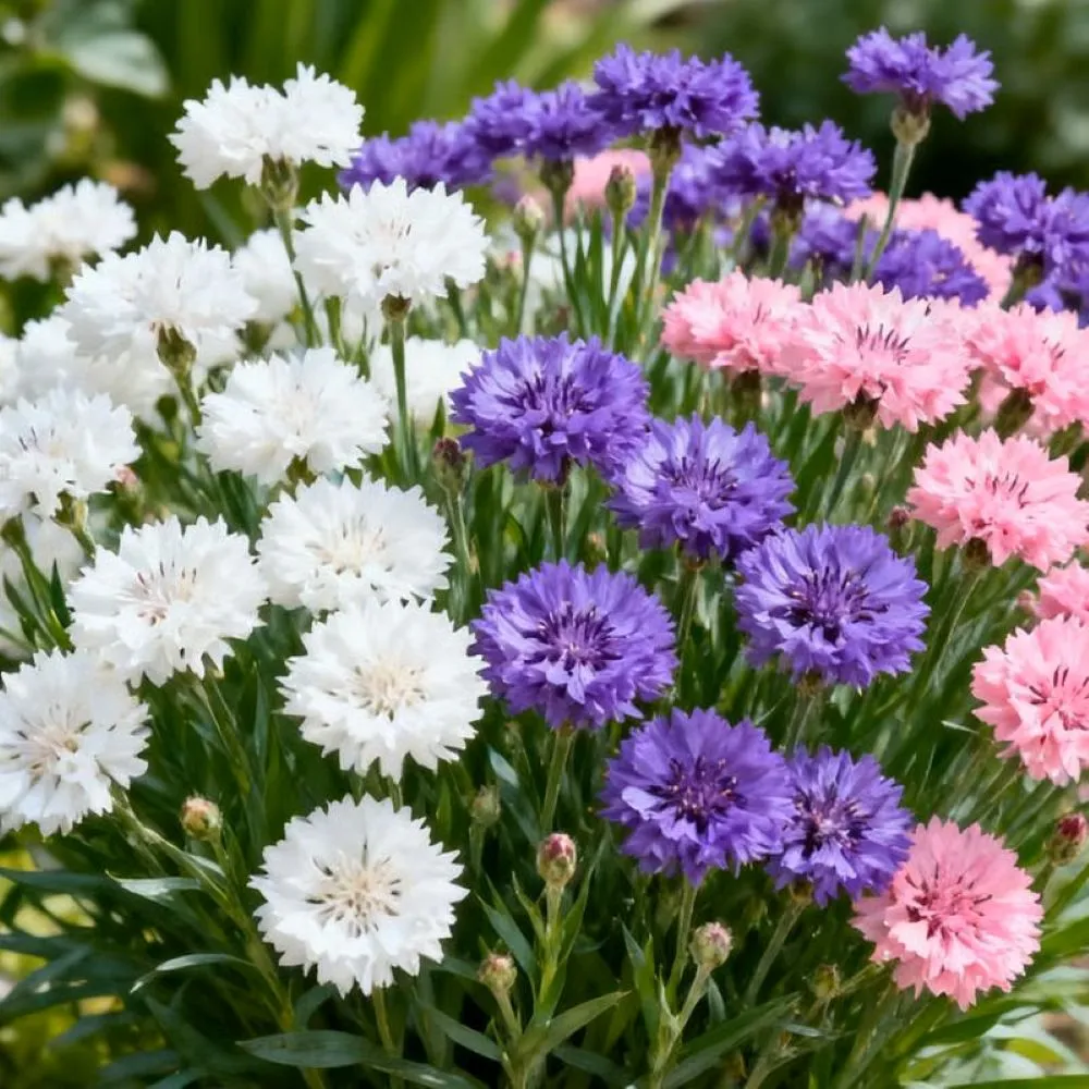 Premium Cornflower Seeds 400 Seeds