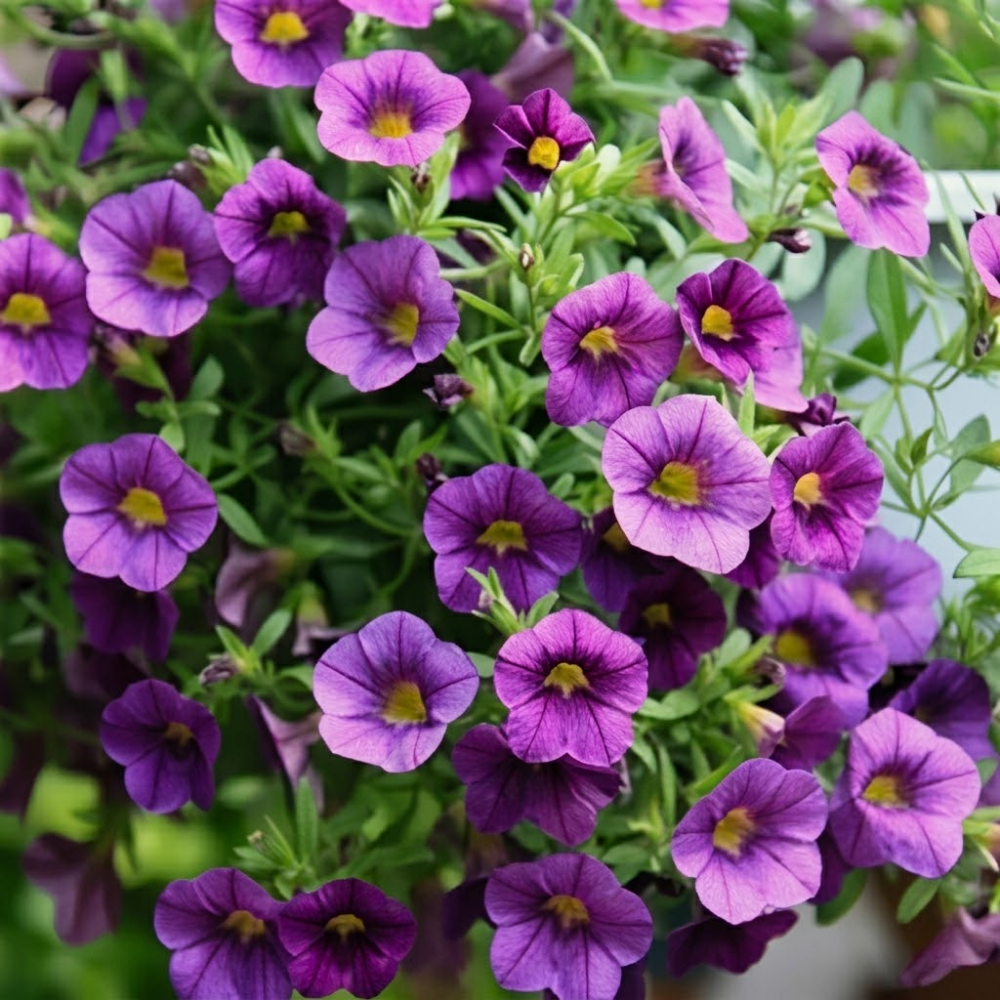 100 Pieces Of Scarce Phantom Petunia Flower Seed For Home Garden