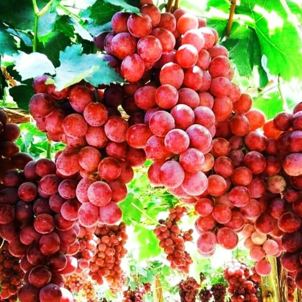 Heirloom Seedless Edible Grape Vine Seeds For Planting