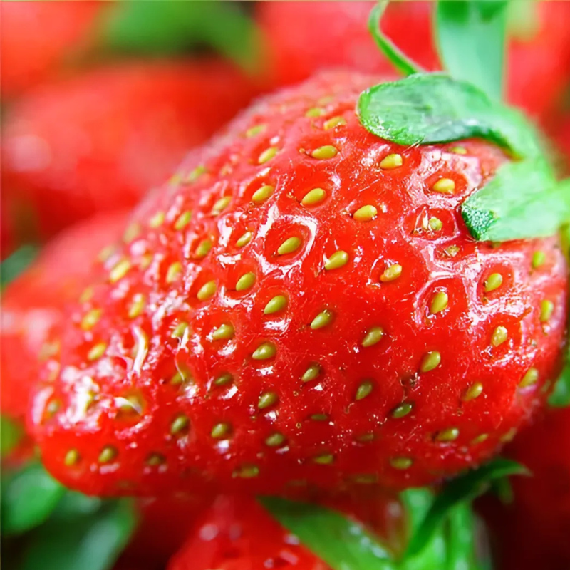 All Season Strawberry Seeds For Garden Harvests