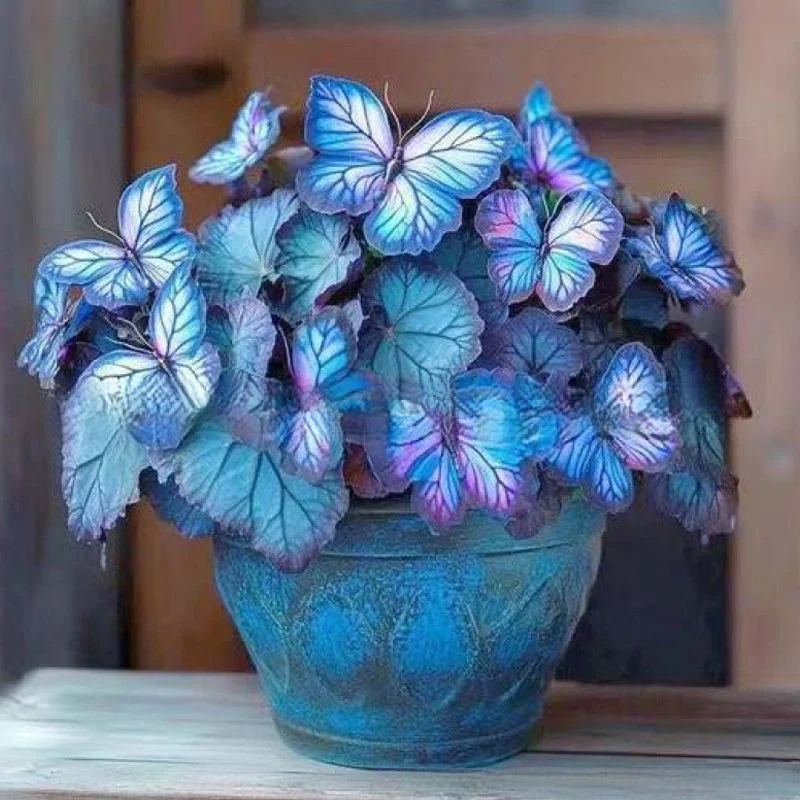 Butterfly Shape Flower Seeds
