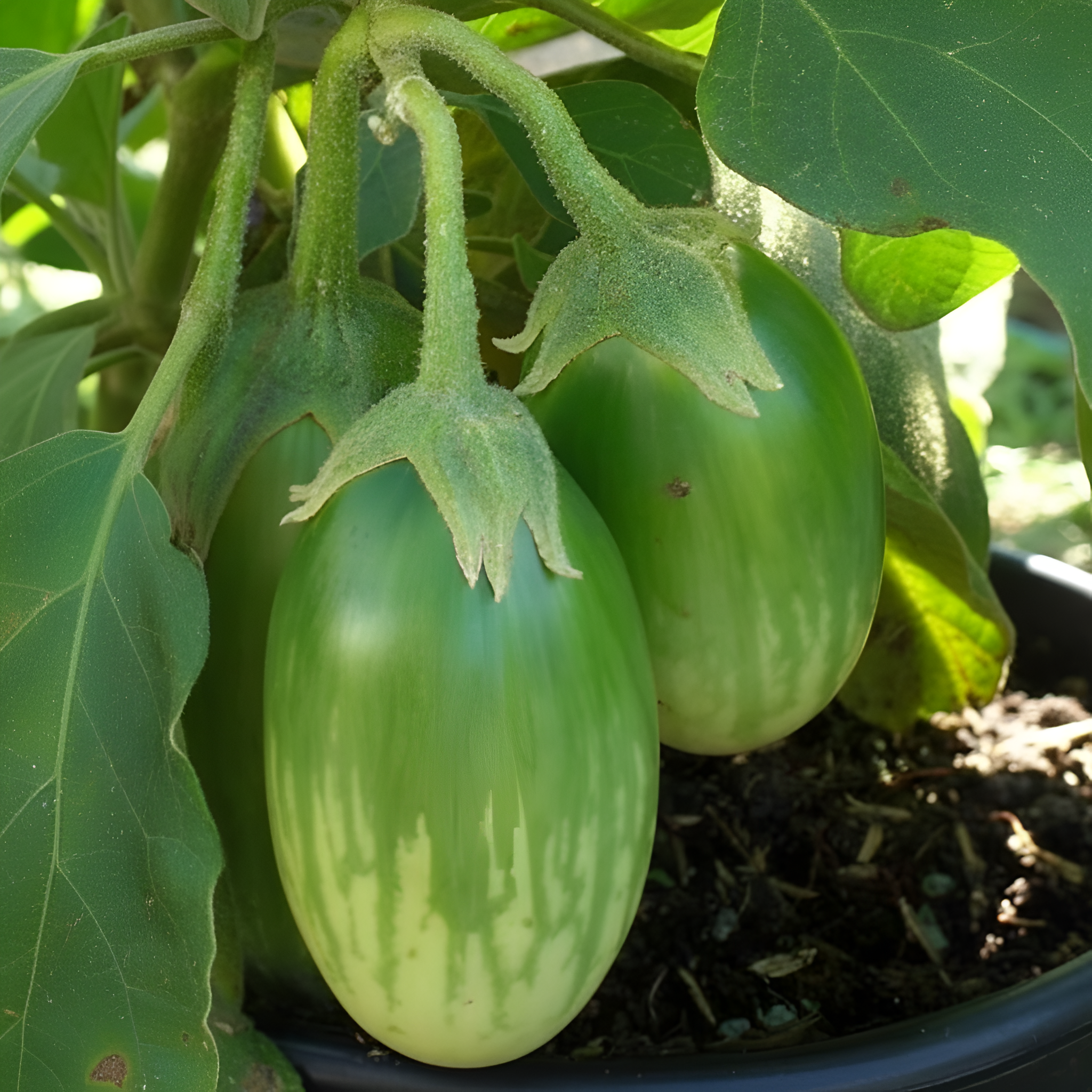 500 Thai Dwarf Eggplants Seeds