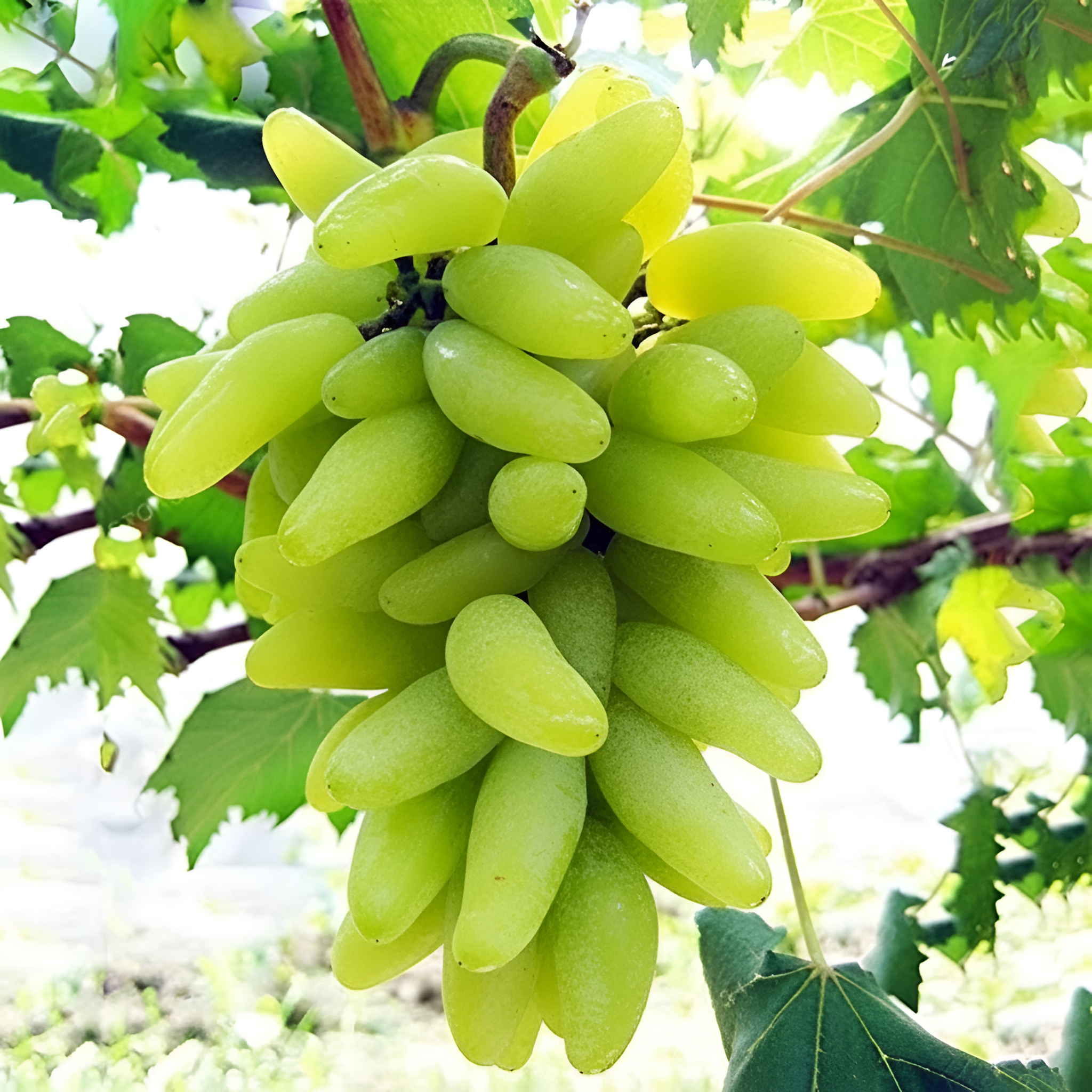 50 Seed Bag Rare Finger Grape Fruit Seed