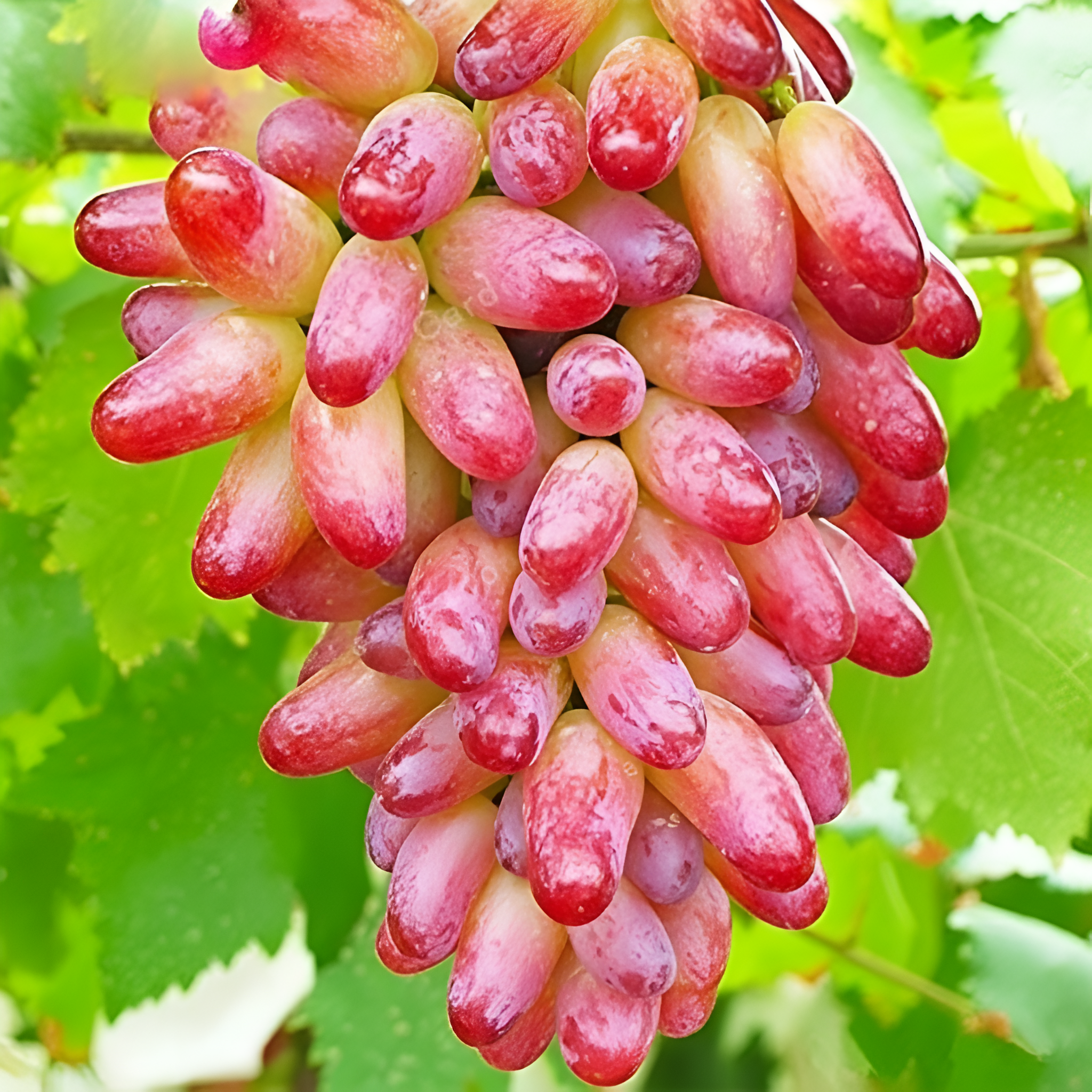 50 Seed Bag Rare Finger Grape Fruit Seed