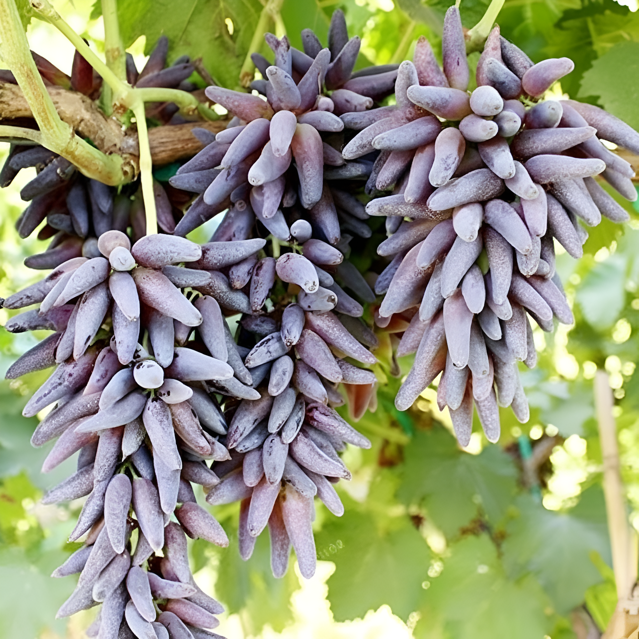 50 Seed Bag Rare Finger Grape Fruit Seed