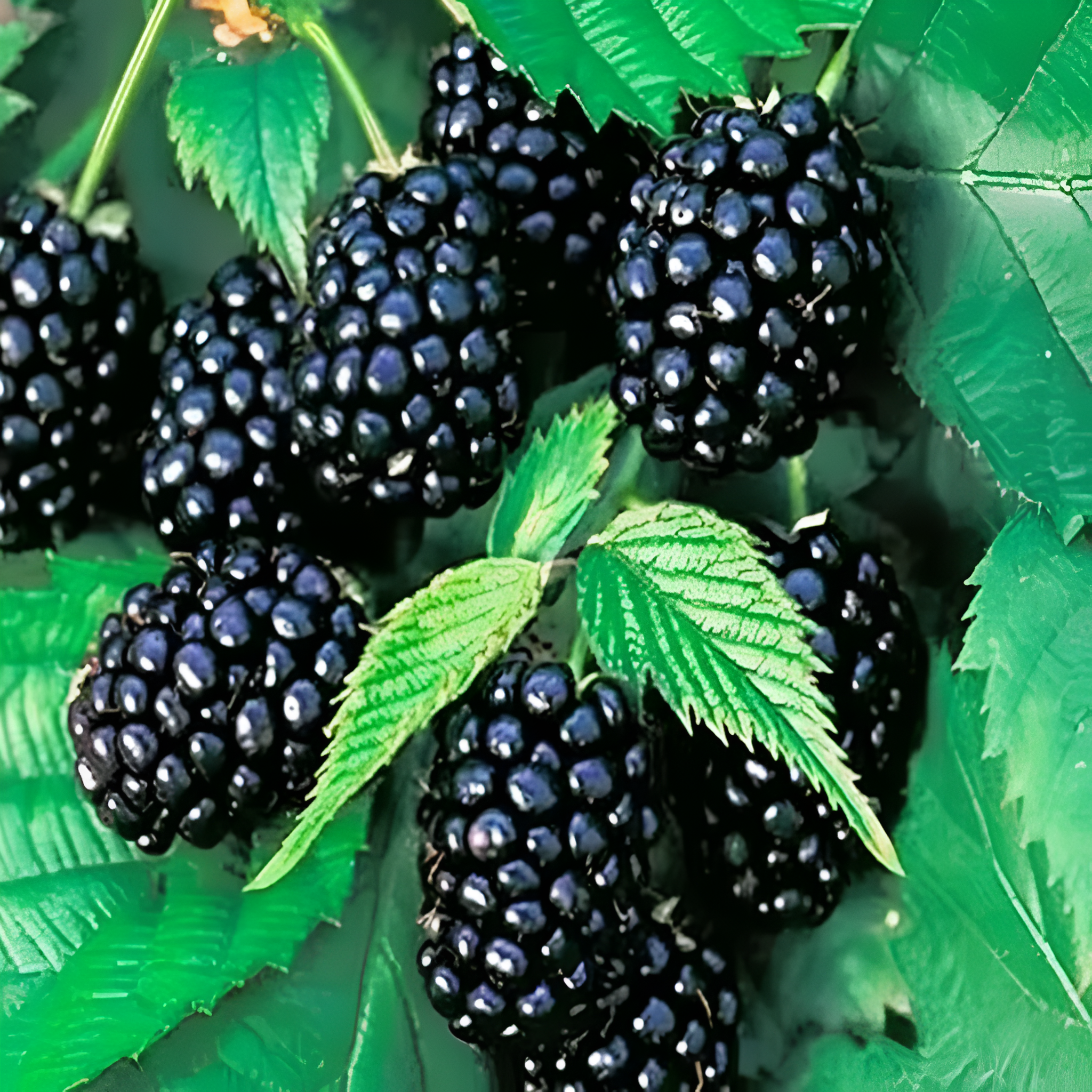 Thornless BlackBerry Seeds