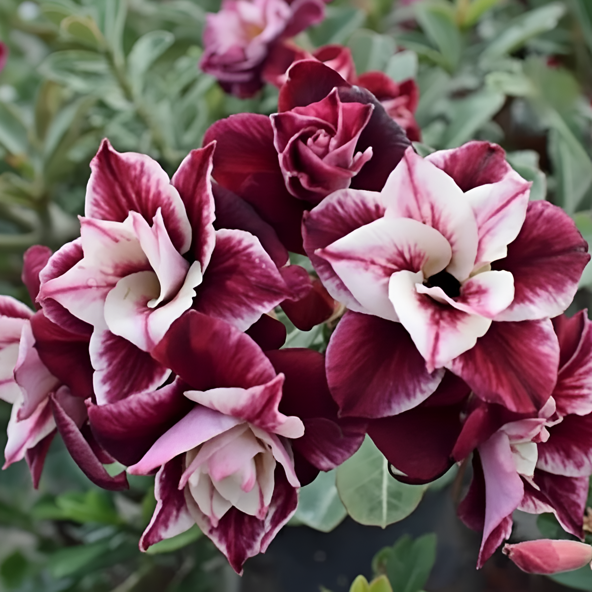 20 Dragon Tree Perennial Plant Seeds For Indoor Outdoor Garden