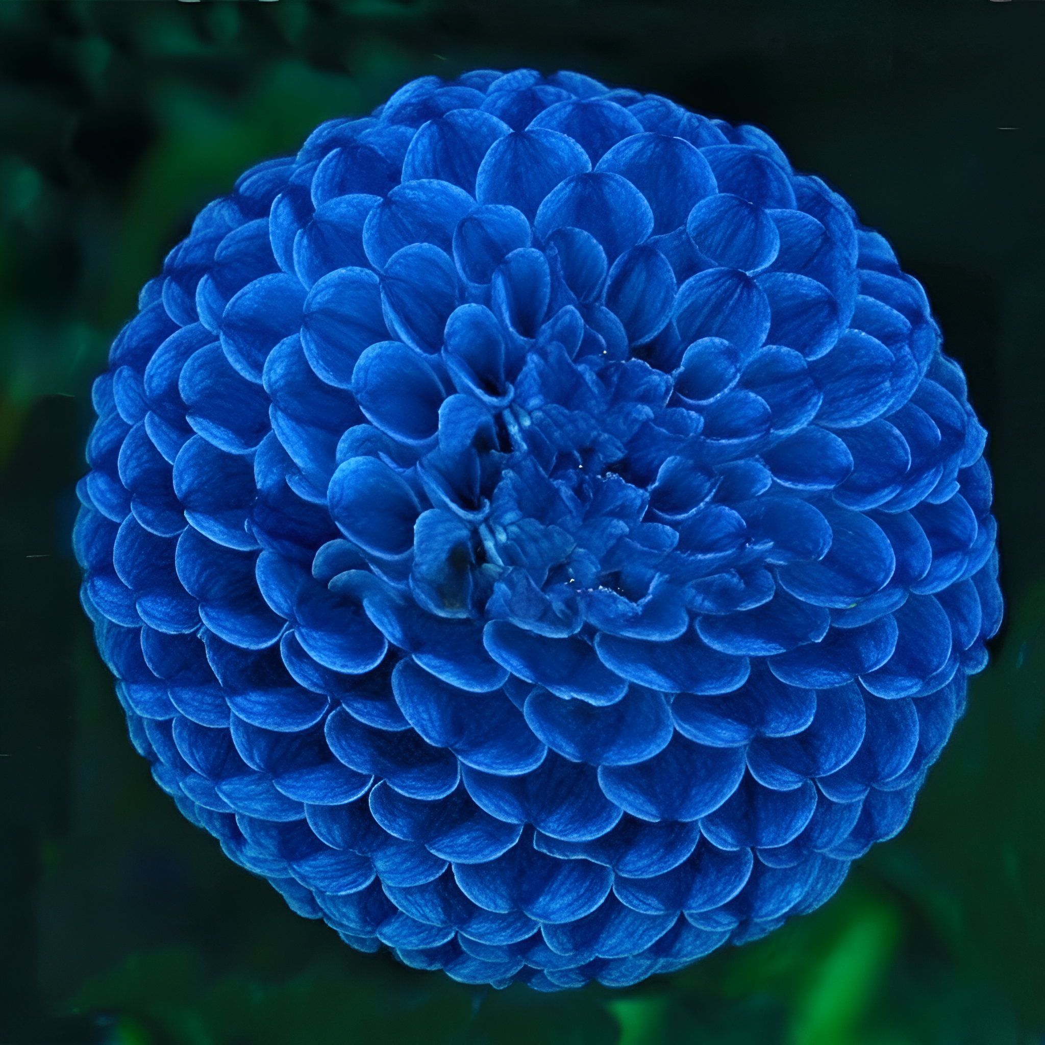 Unique Blue Fireball Dahlia Seeds