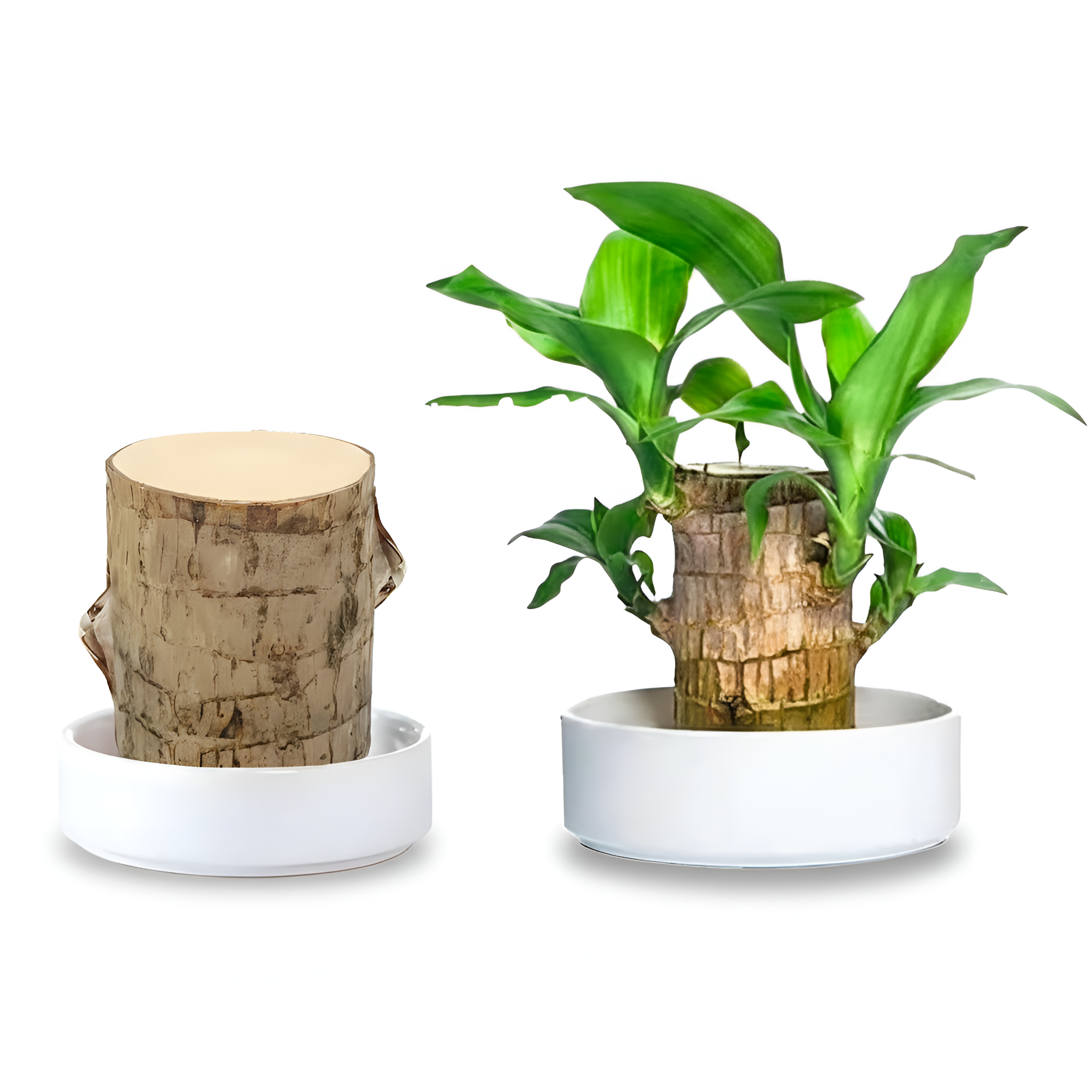 Mini Brazil Lucky Wood