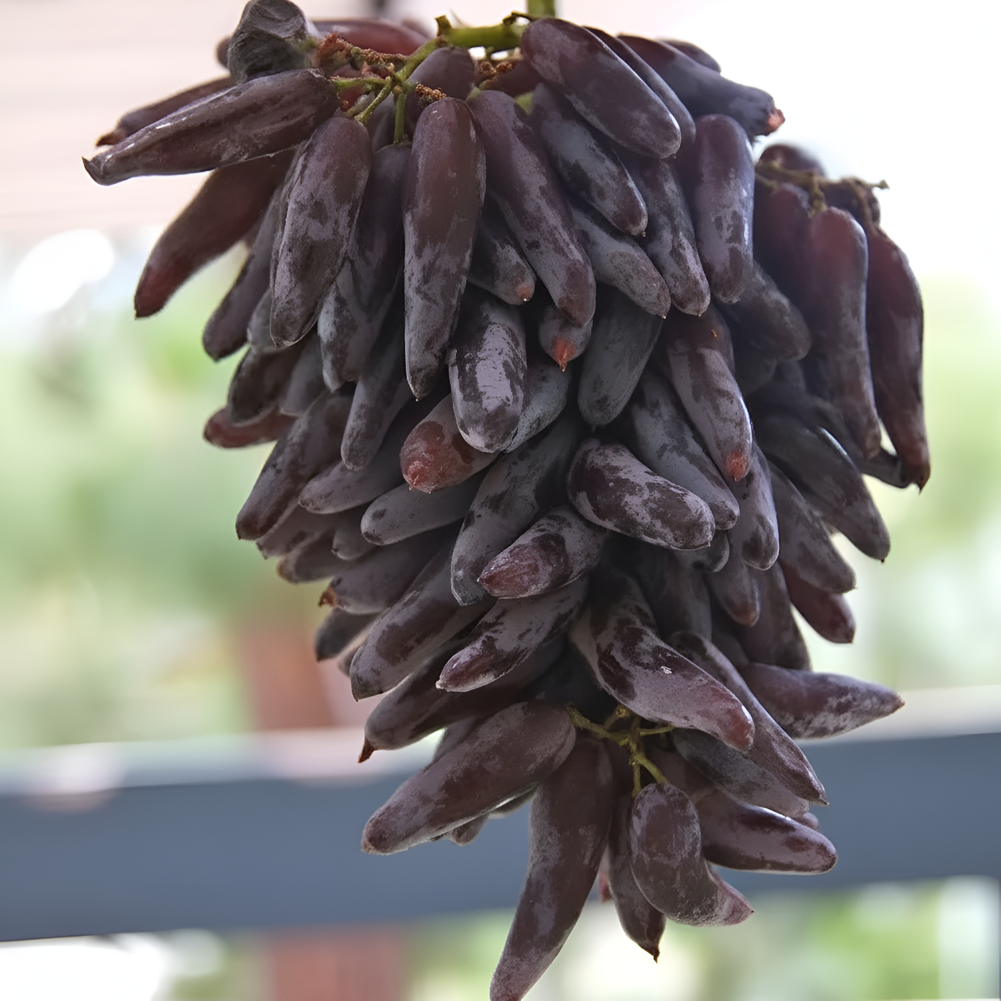 50 Seed Bag Rare Finger Grape Fruit Seed