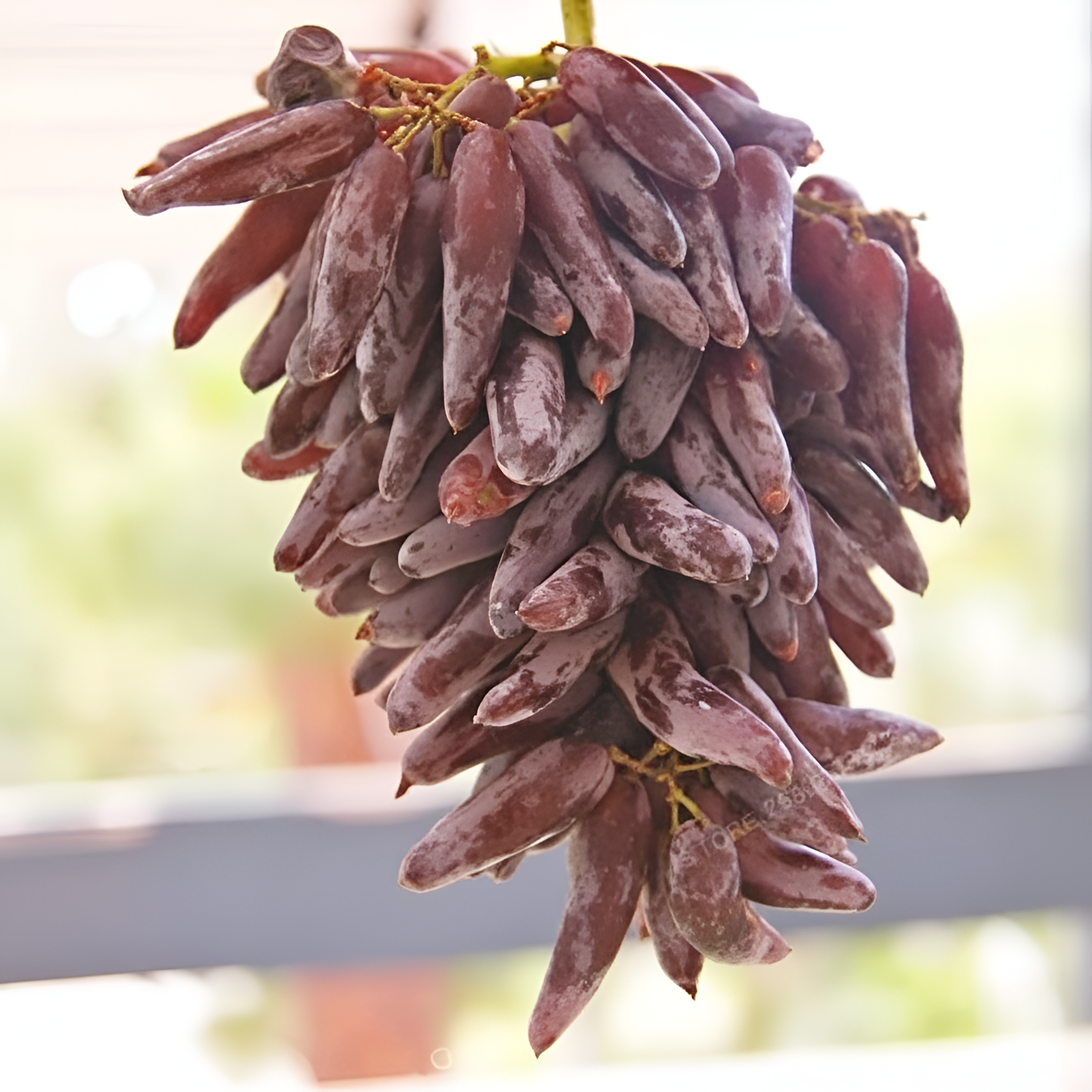 50 Seed Bag Rare Finger Grape Fruit Seed