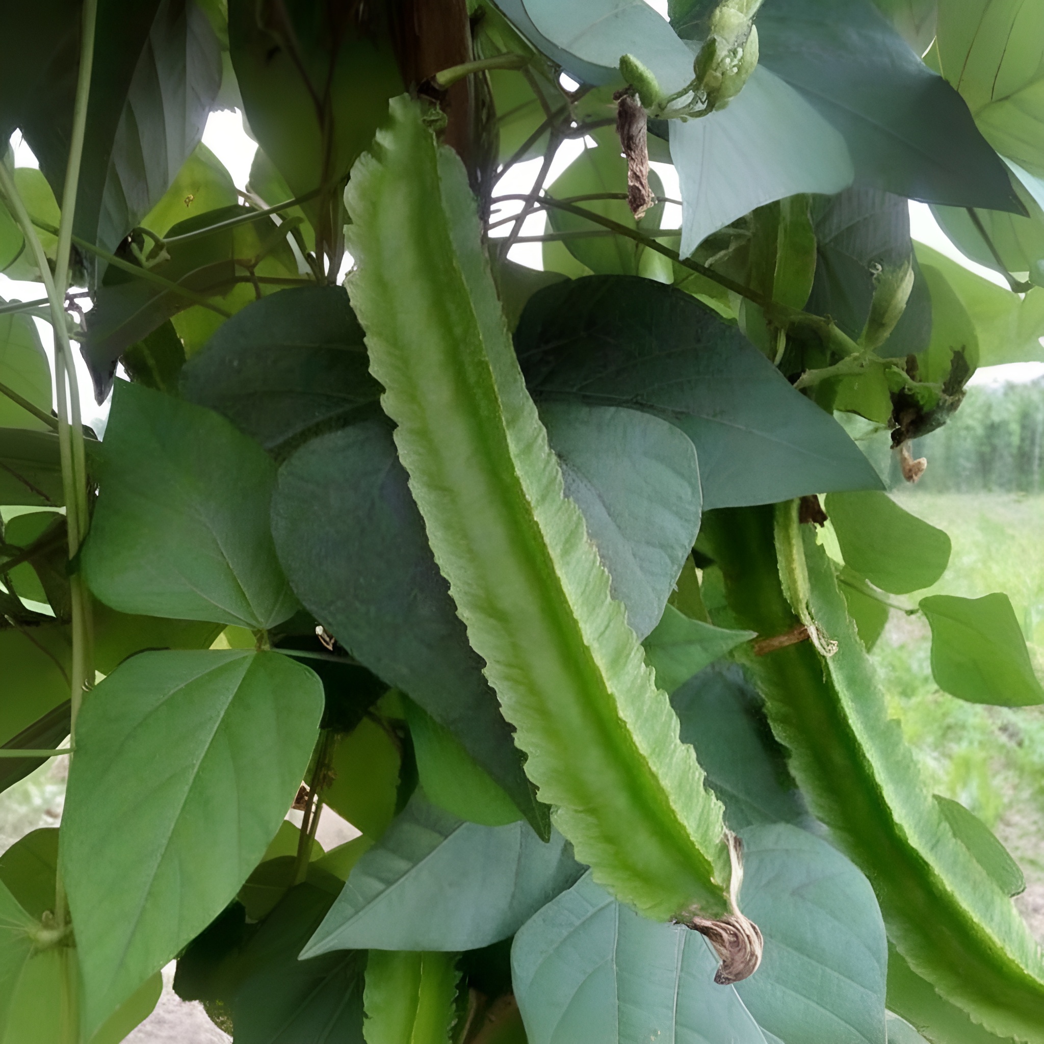 200 Pieces Bag Winged Bean Plants Seeds For Home Garden Cultivation