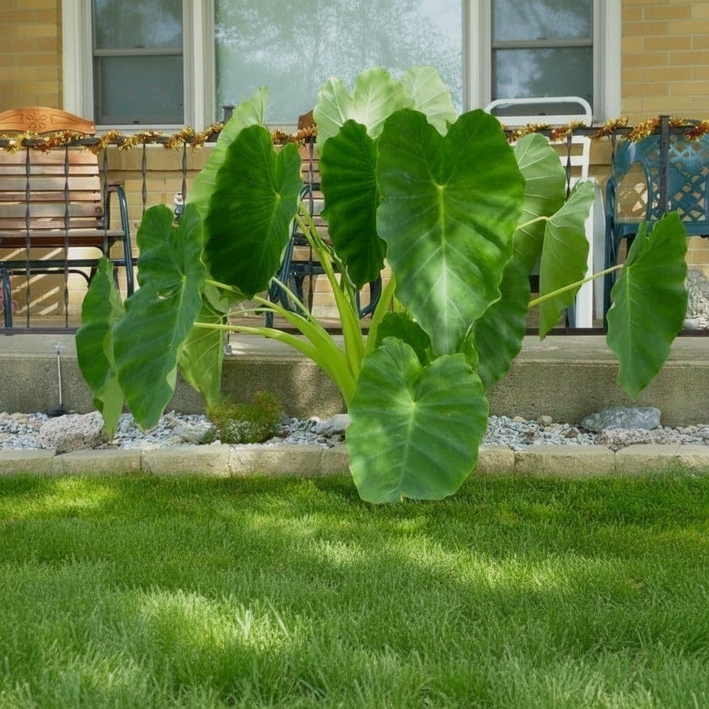 100 Tropical Elephant Bean Plant Bold Green Leaves Seeds