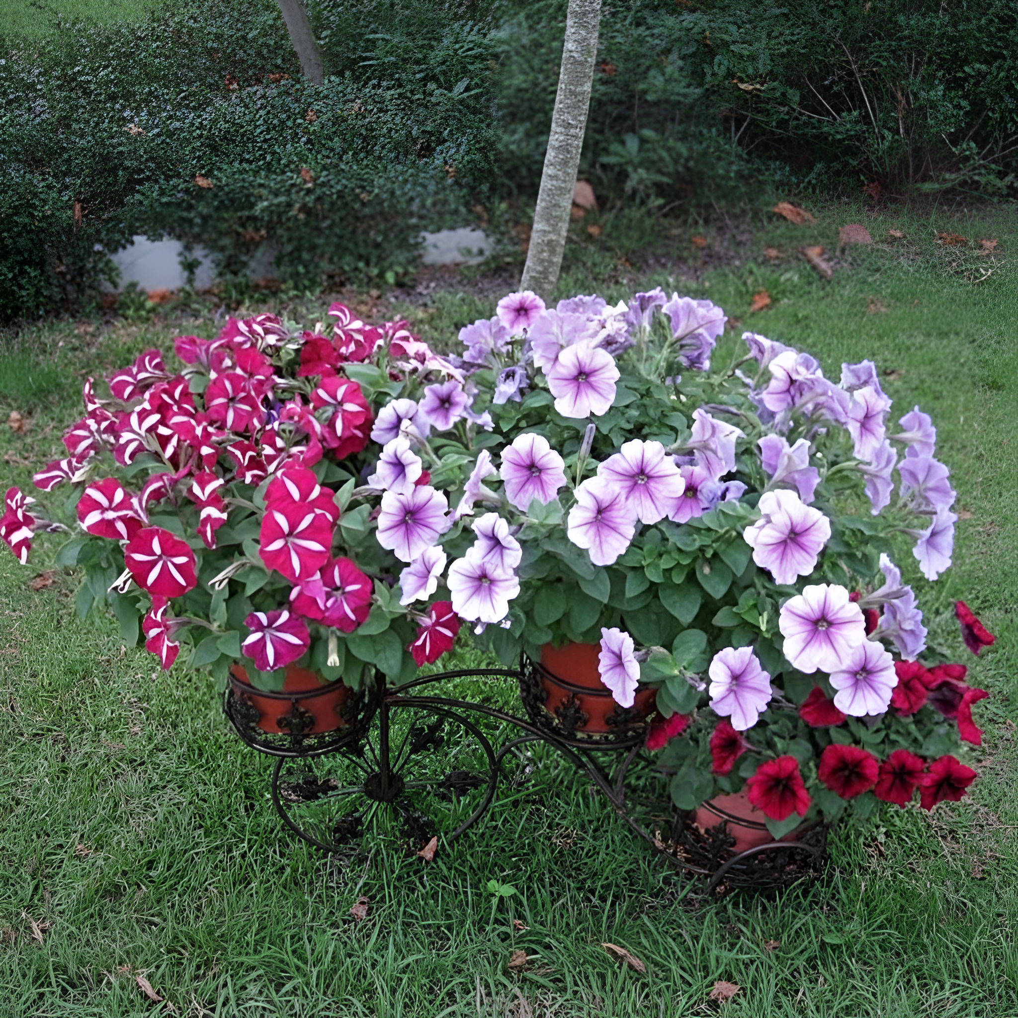 100pcs Scarce Rare Phantom Petunia Flower Seed Pack