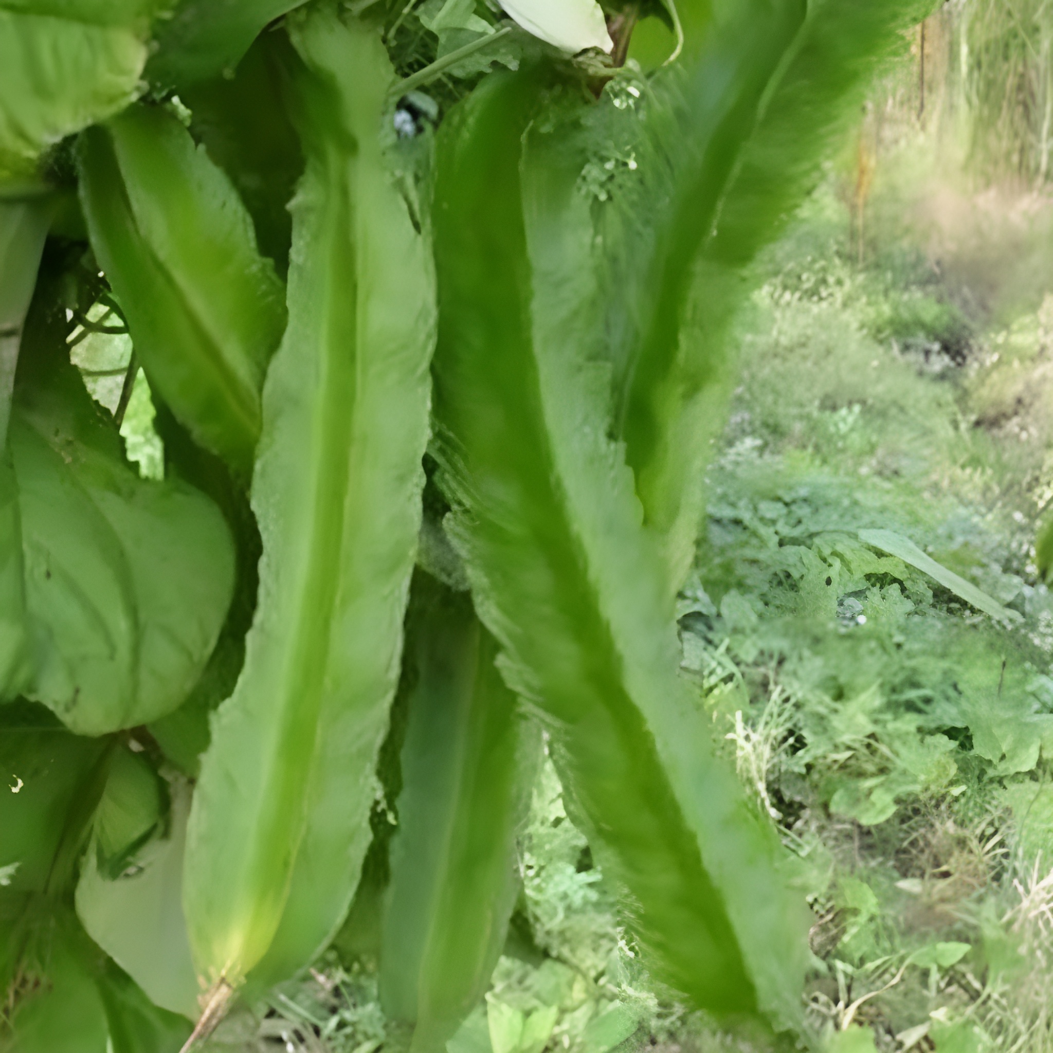 200 Pieces Bag Winged Bean Plants Seeds For Home Garden Cultivation