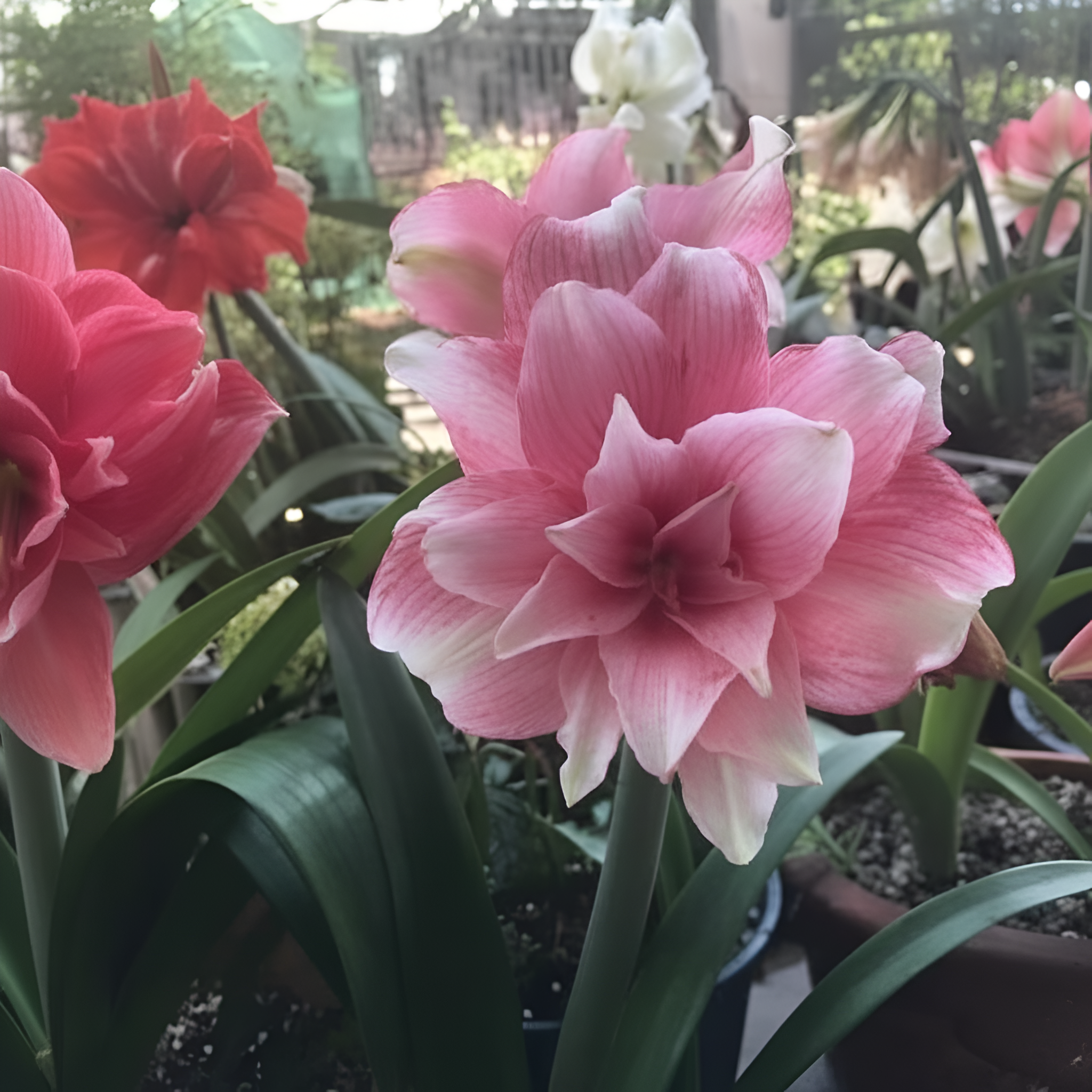 2 Pack Amaryllis Vittata Hybrid Flower Bulbs Seeds For Planting