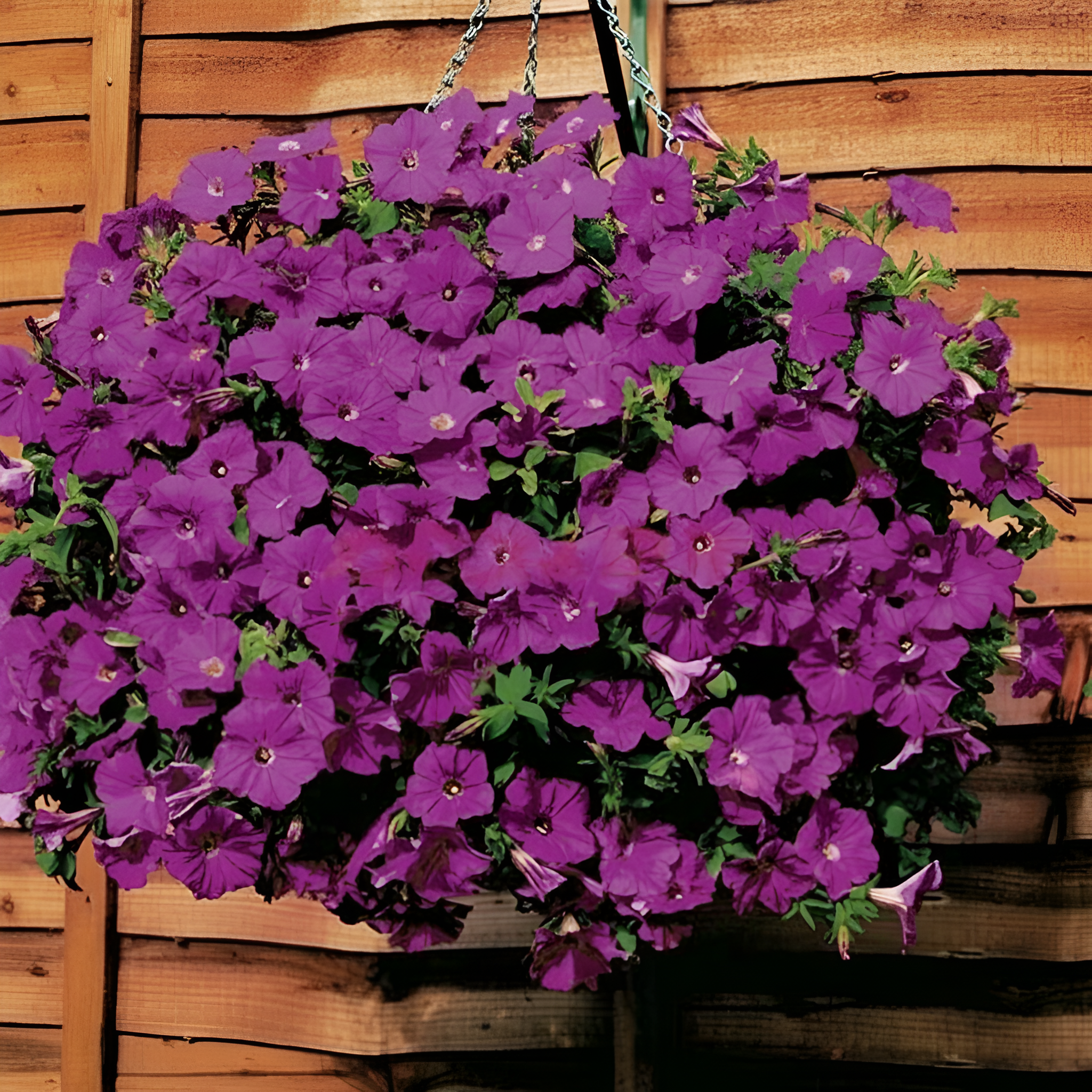 100pcs Scarce Rare Phantom Petunia Flower Seed Pack