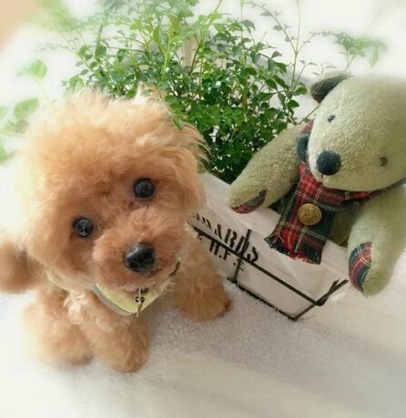 Realistic Teddy Dog Lucky-Viral Super Shop